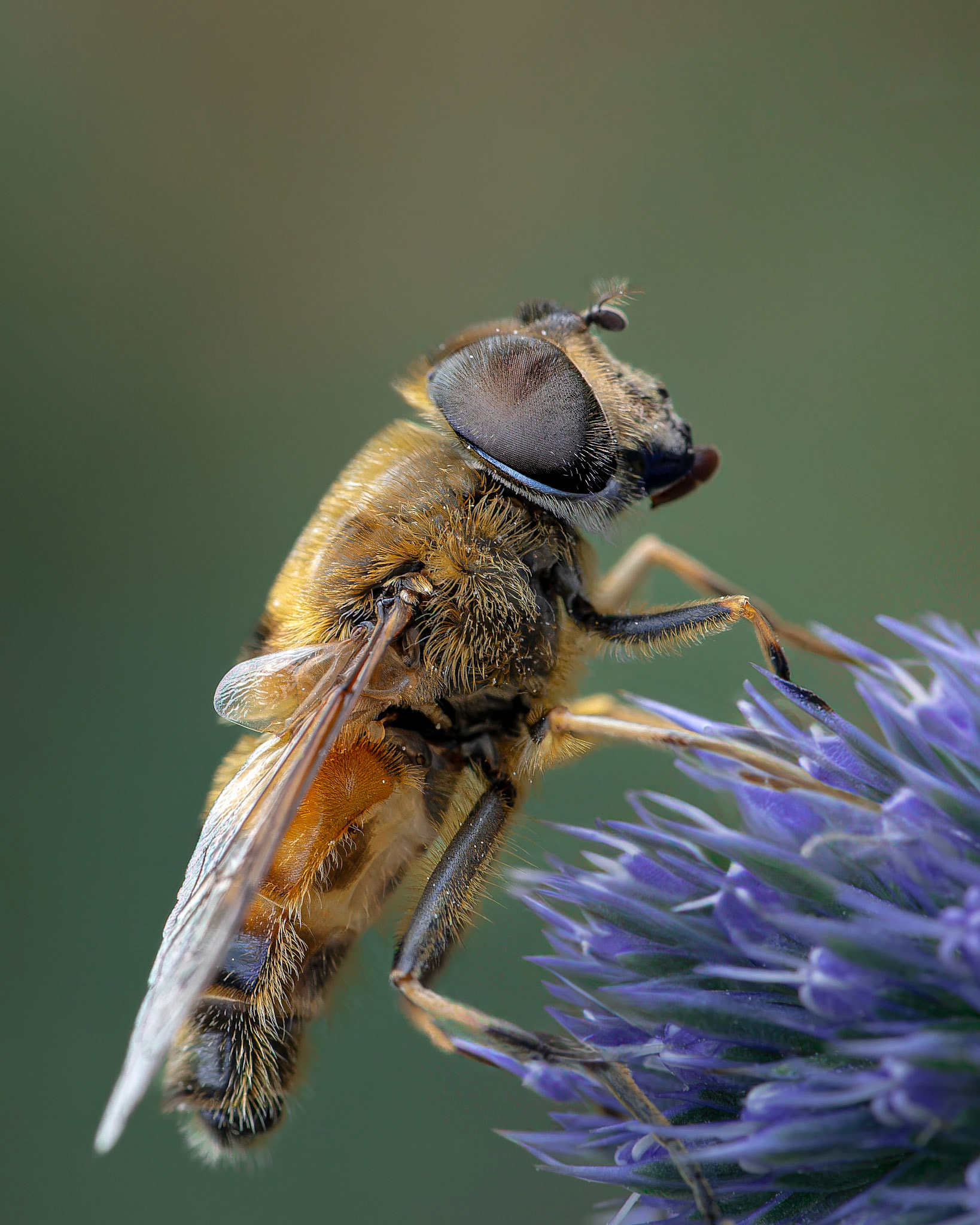 Eristale gluante - Eristalis tenax - Common drone fly