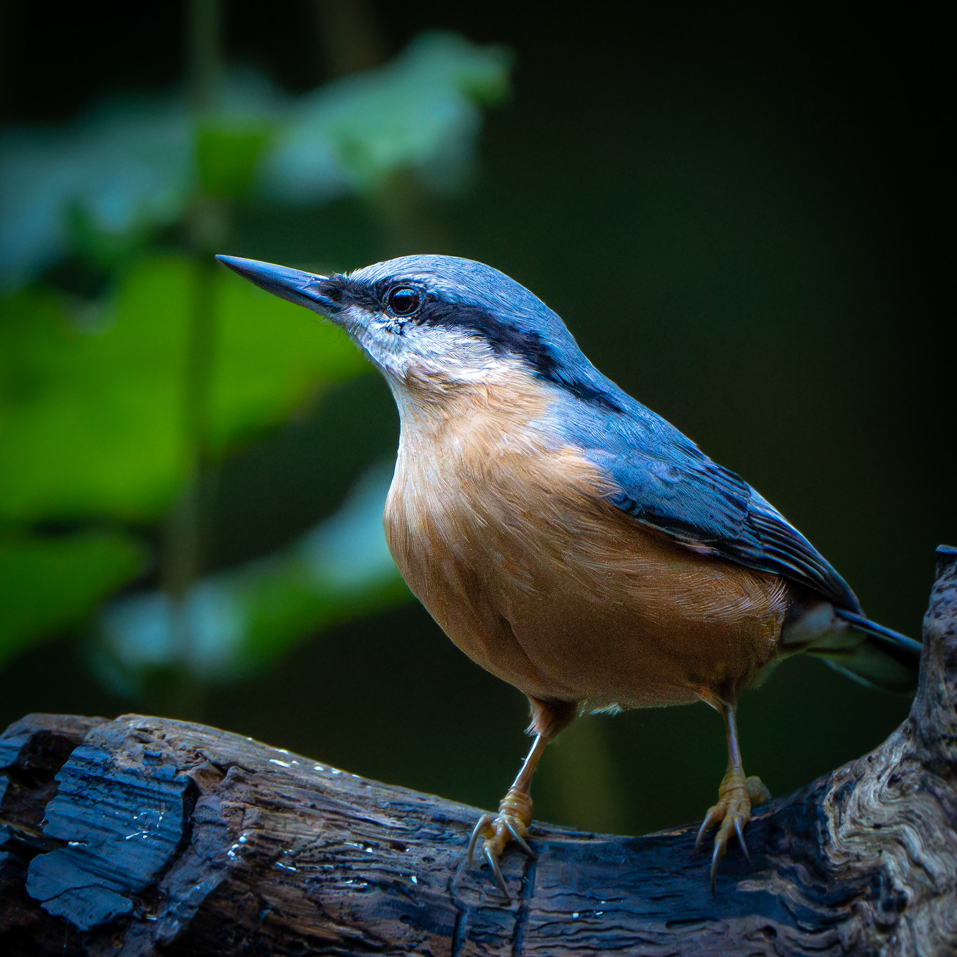 Sitelle torchepot -Sitta europaea - Eurasian Nuthatch