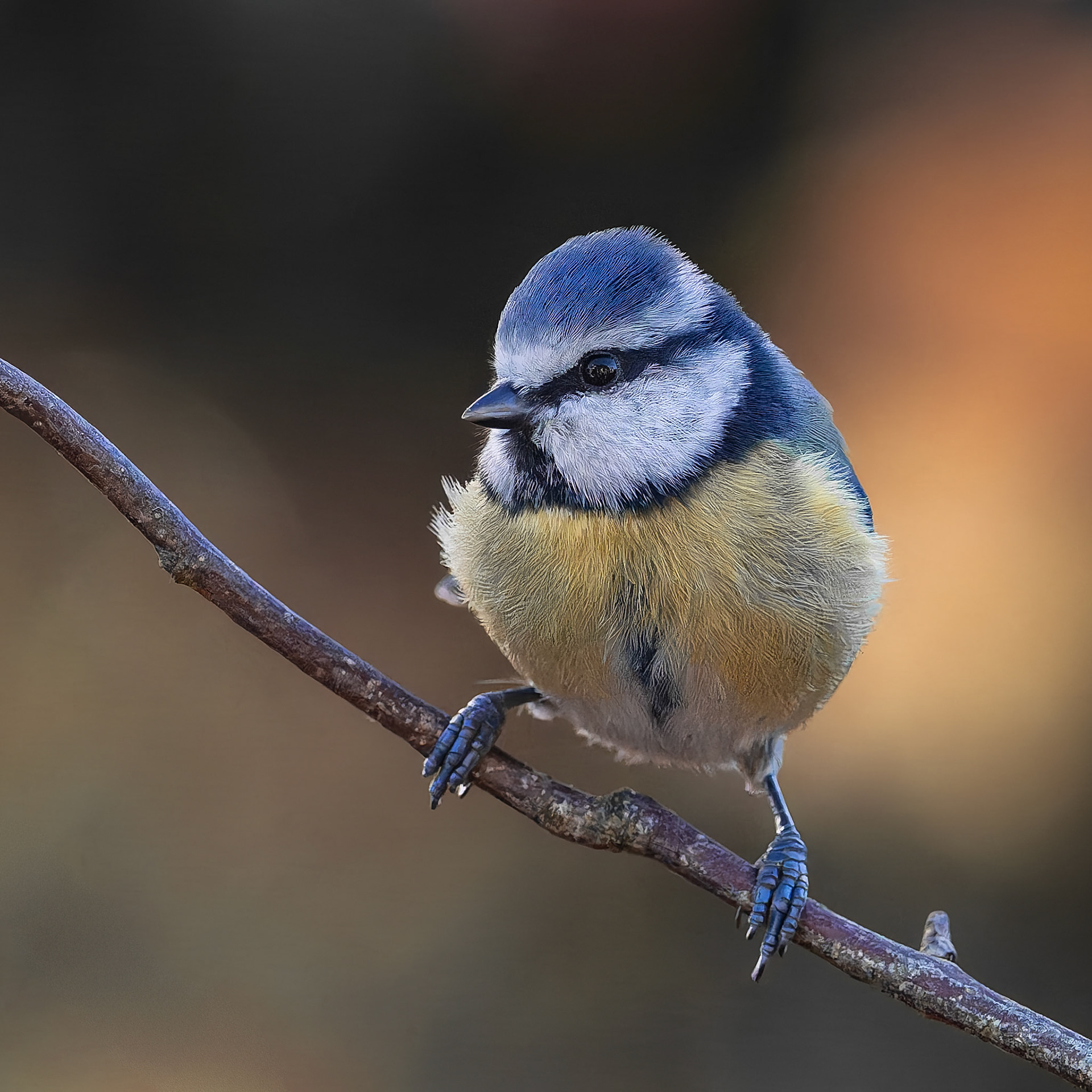 Mésange bleue - Cyanistes caeruleus - Eurasian Blue Tit