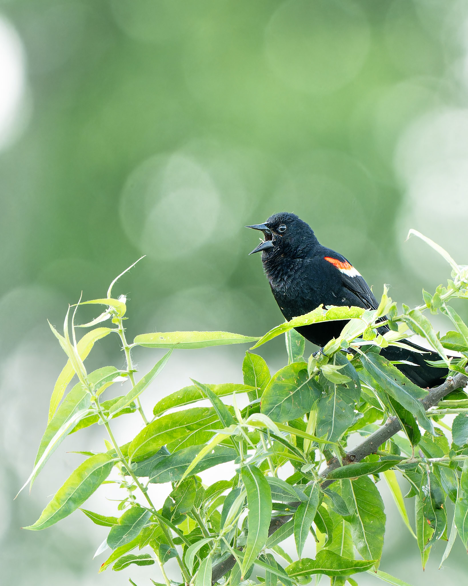 Carrouge à épaulettes - Agelaius phoeniceus - Red-winged Blackbird