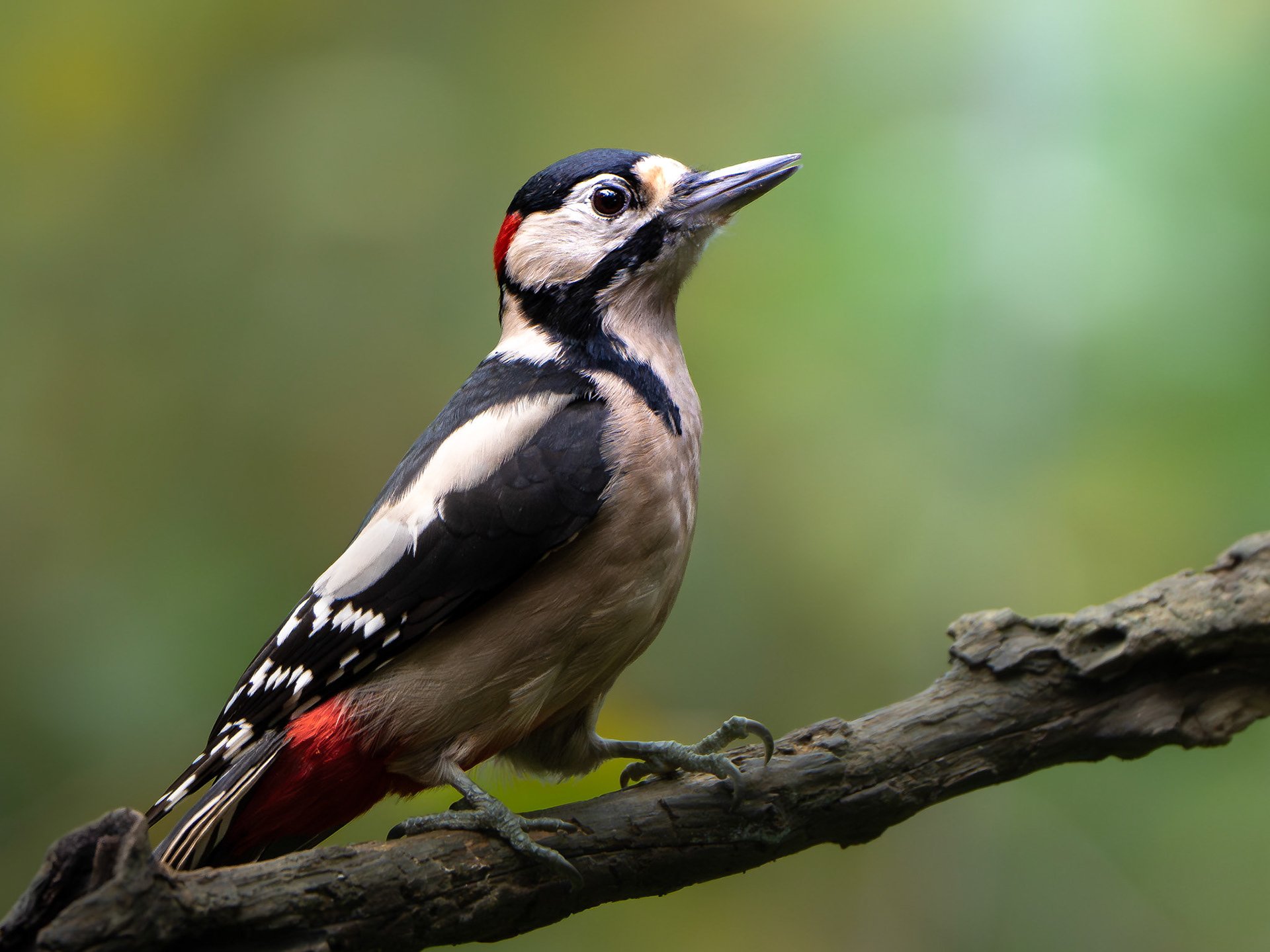 Pic épeiche - Dendrocopos major - Great Spotted Woodpecker