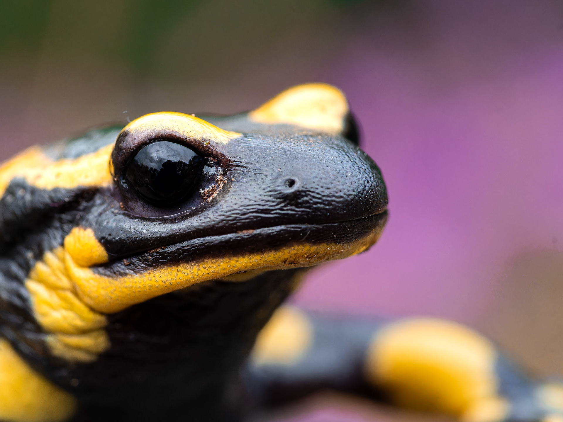 Salamandre tachetée - Salamandra salamandra - Fire salamander
