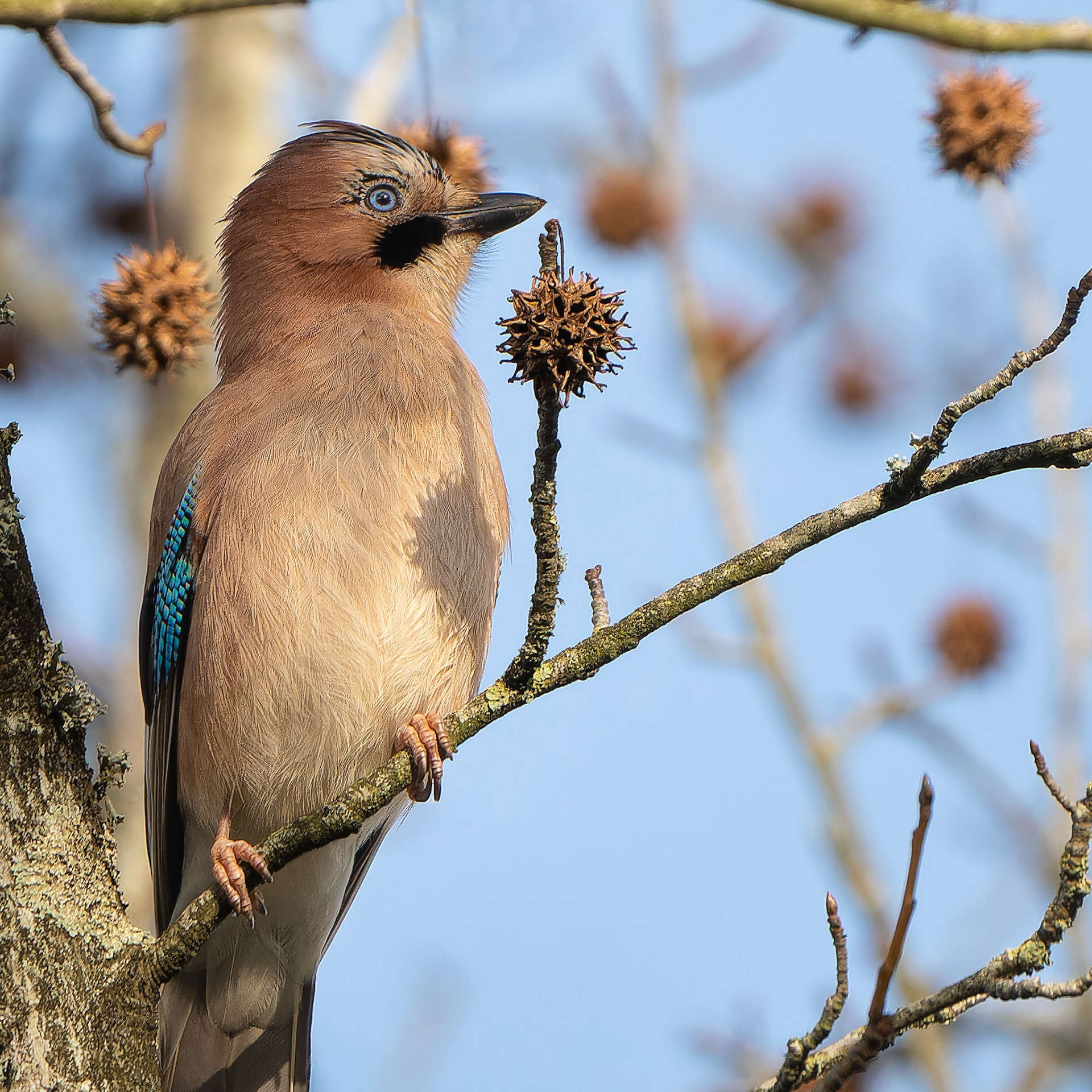 Geai des chenes - Garrulus glandarius - Eurasian Jay