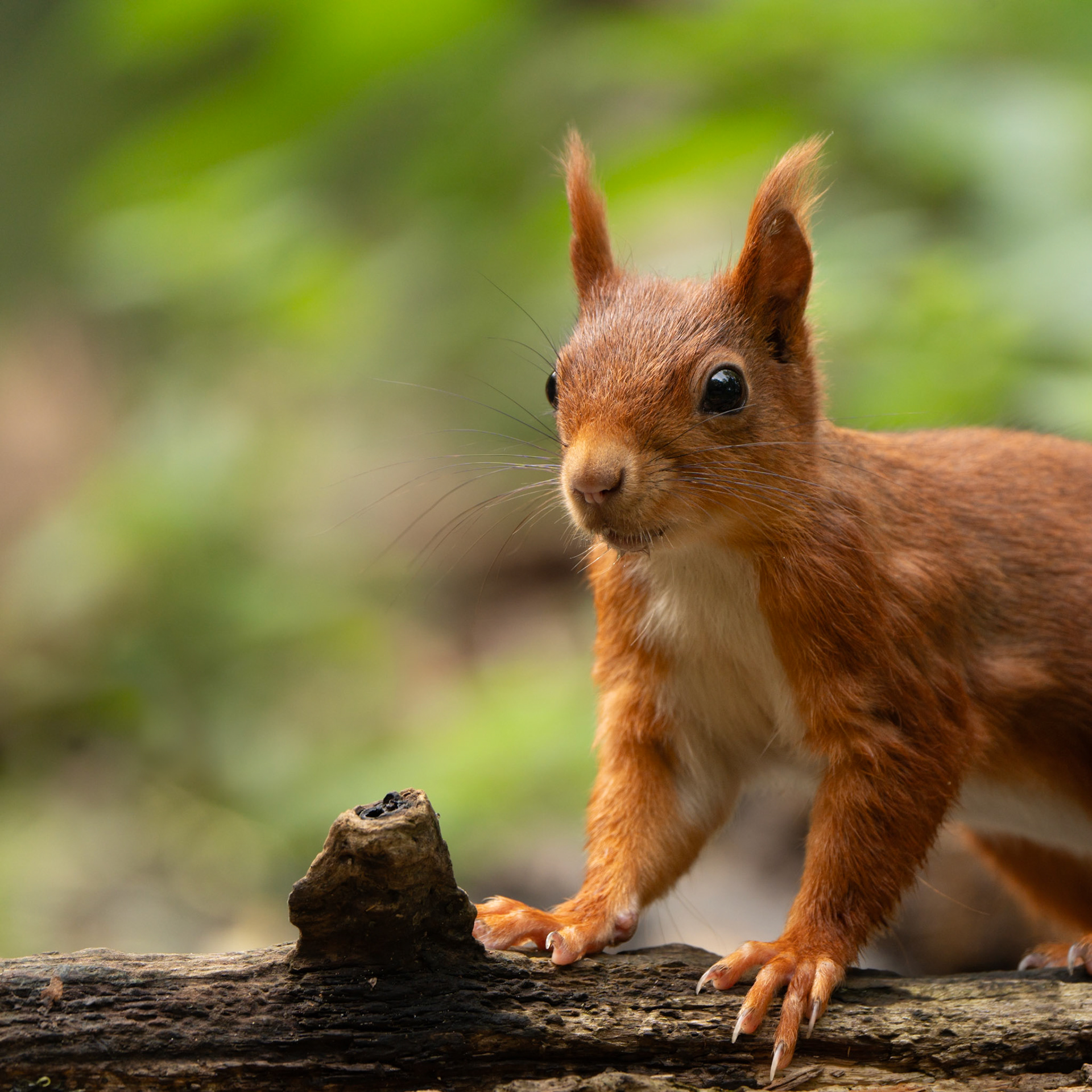 Ecureuil roux - Sciurus vulgaris - Red squirrel