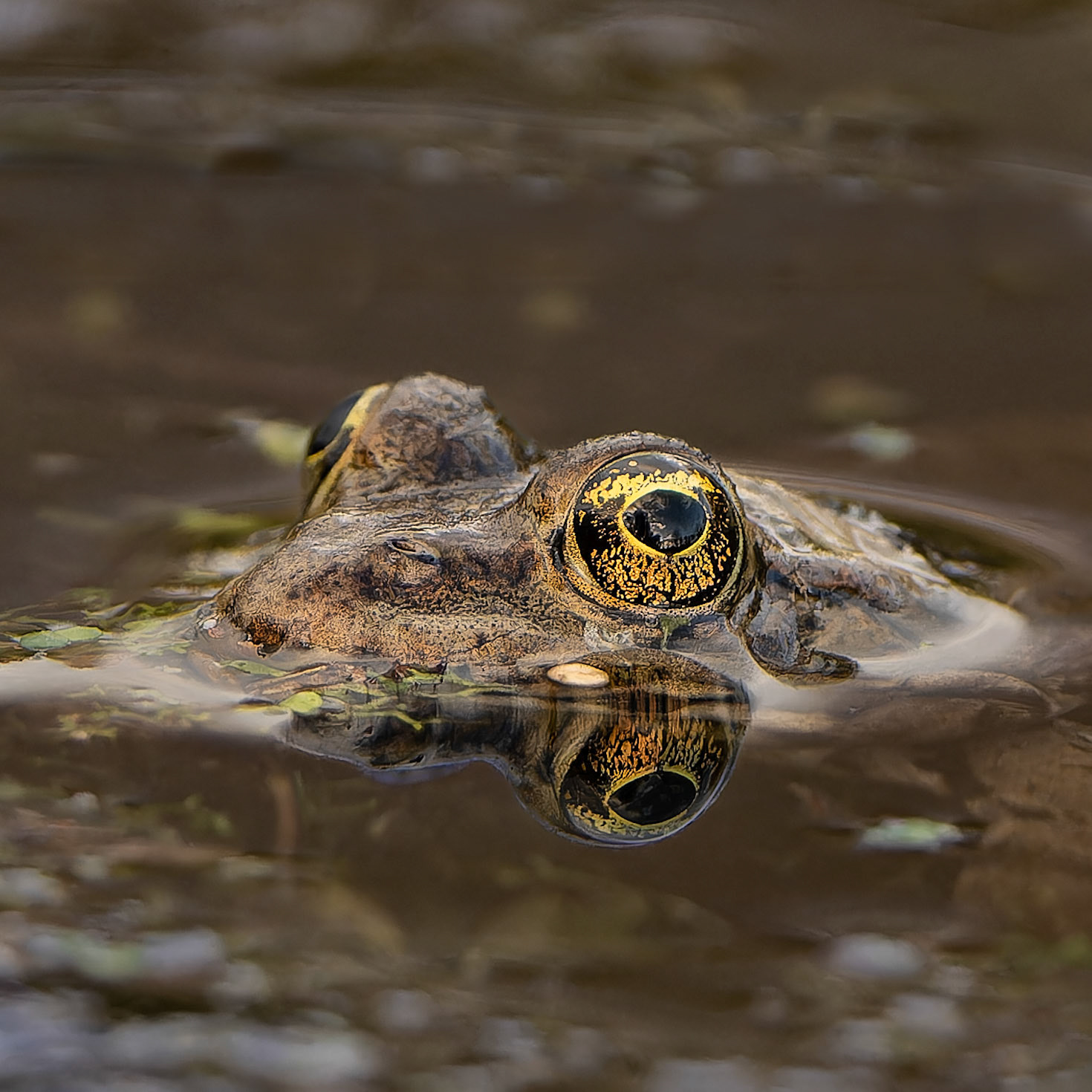 Grenouille verte - Pelophylax kl esculentus - Edible frog