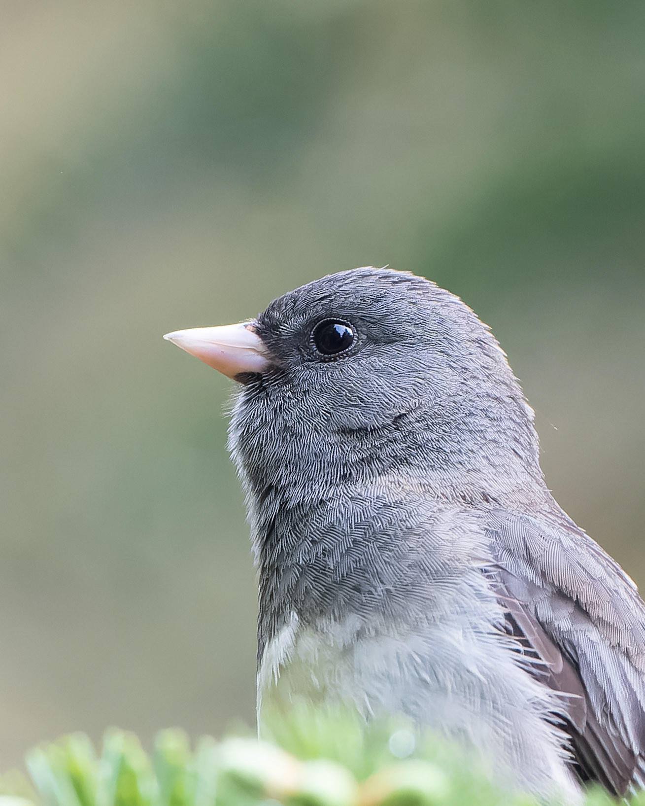 Junco ardoisé - Junco hyemalis- Dark-eyed junco