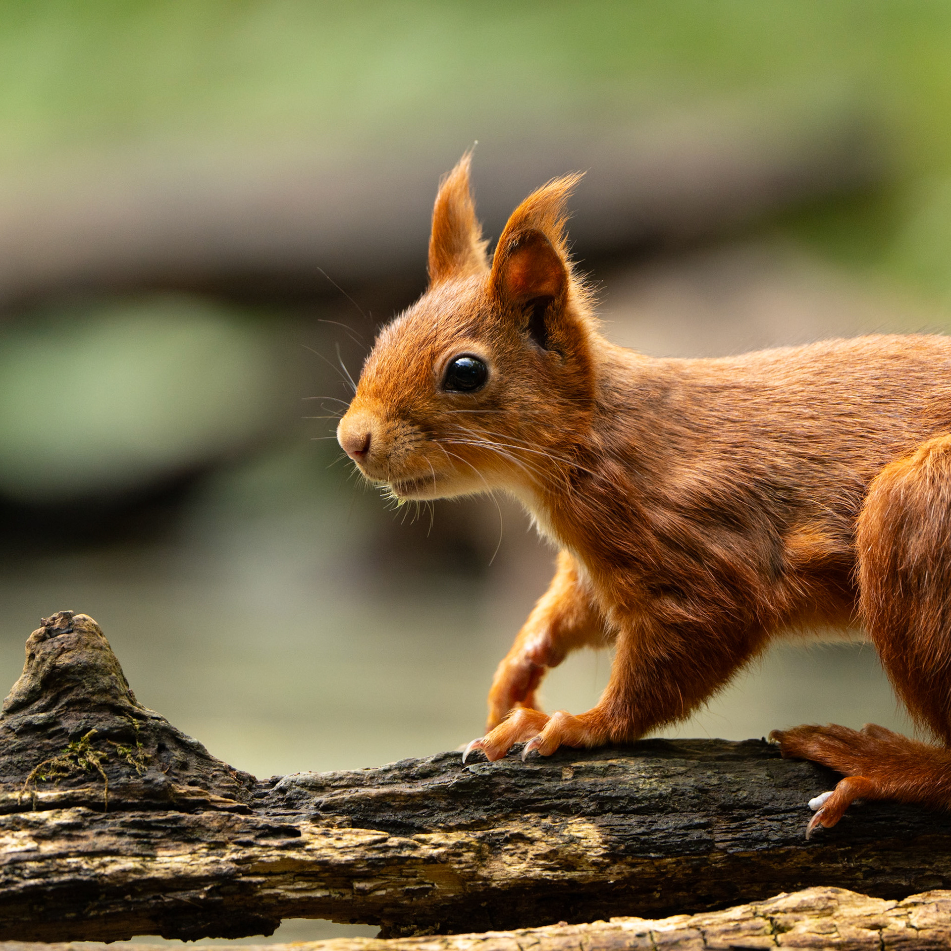Ecureuil roux - Sciurus vulgaris - Red squirrel
