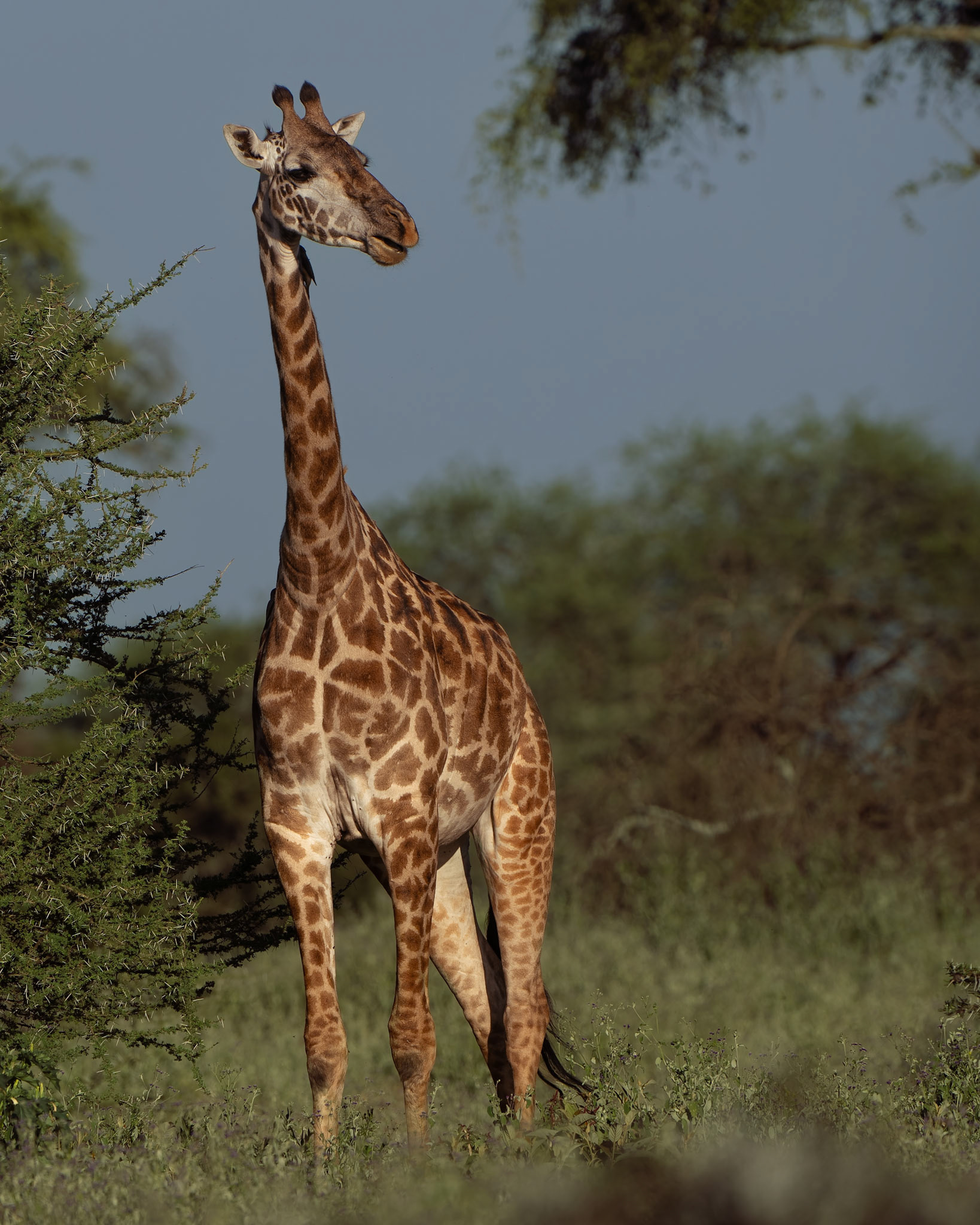 Girafe - Giraffa camelopardalis - Giraffe