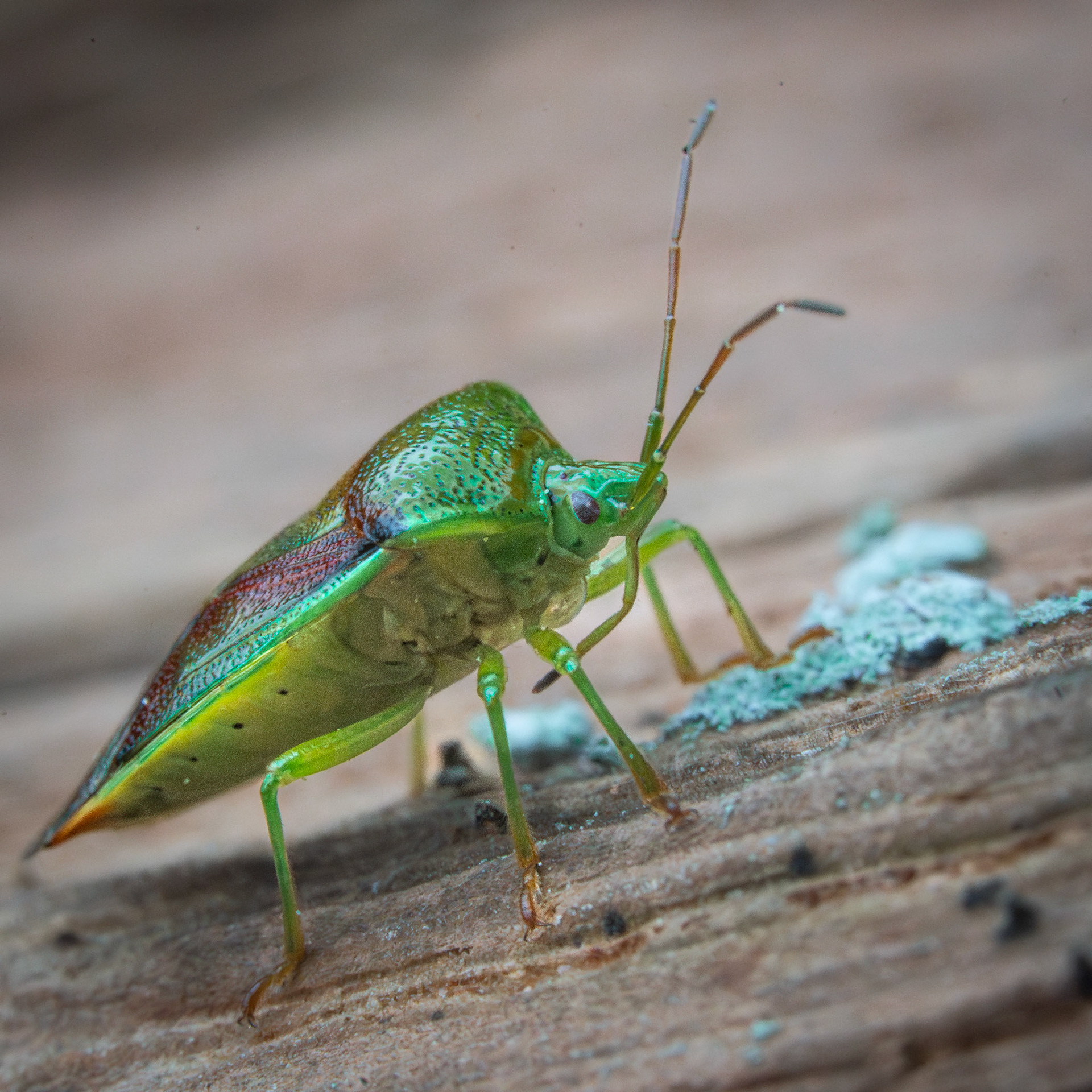 Punaise verte - Paloma prasina - Green shieldbug
