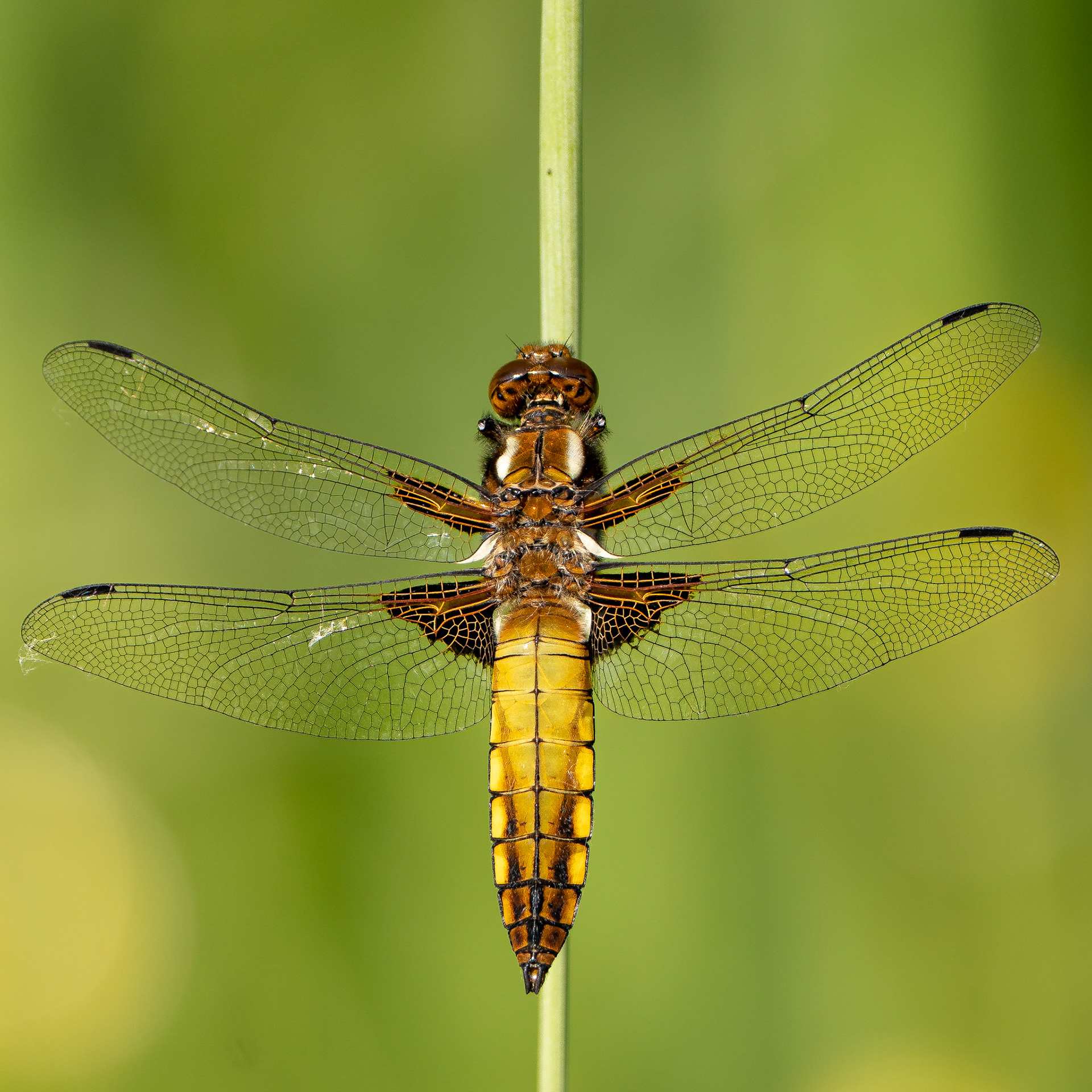 Libellule déprimée - Libellula depressa - Broad-bodied chaser