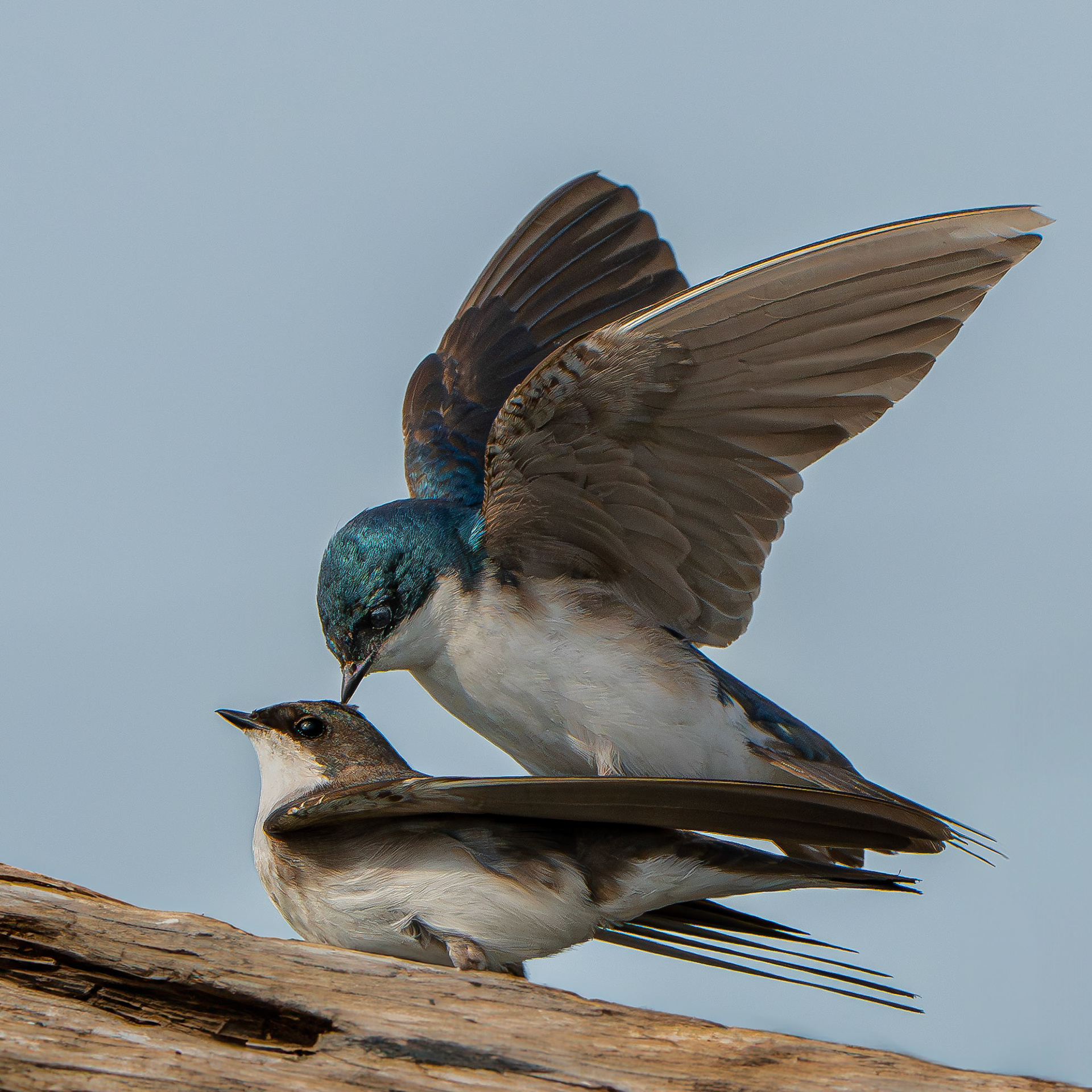 Hirondelle bicolore - Tachycineta bicolor - Tree Swallow
