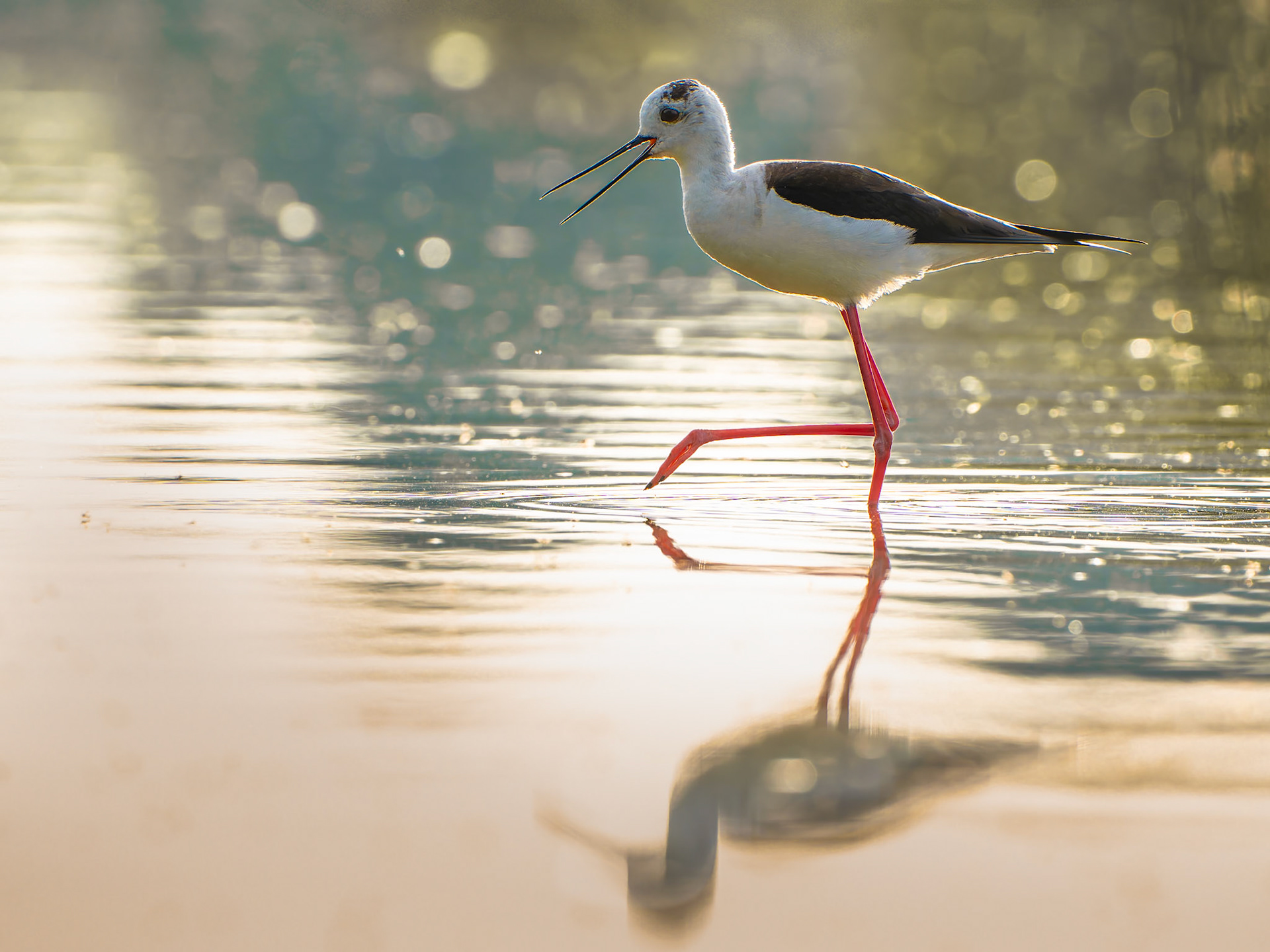 Echasse blanche - Himantopus himantopus - Black-winged Stilt