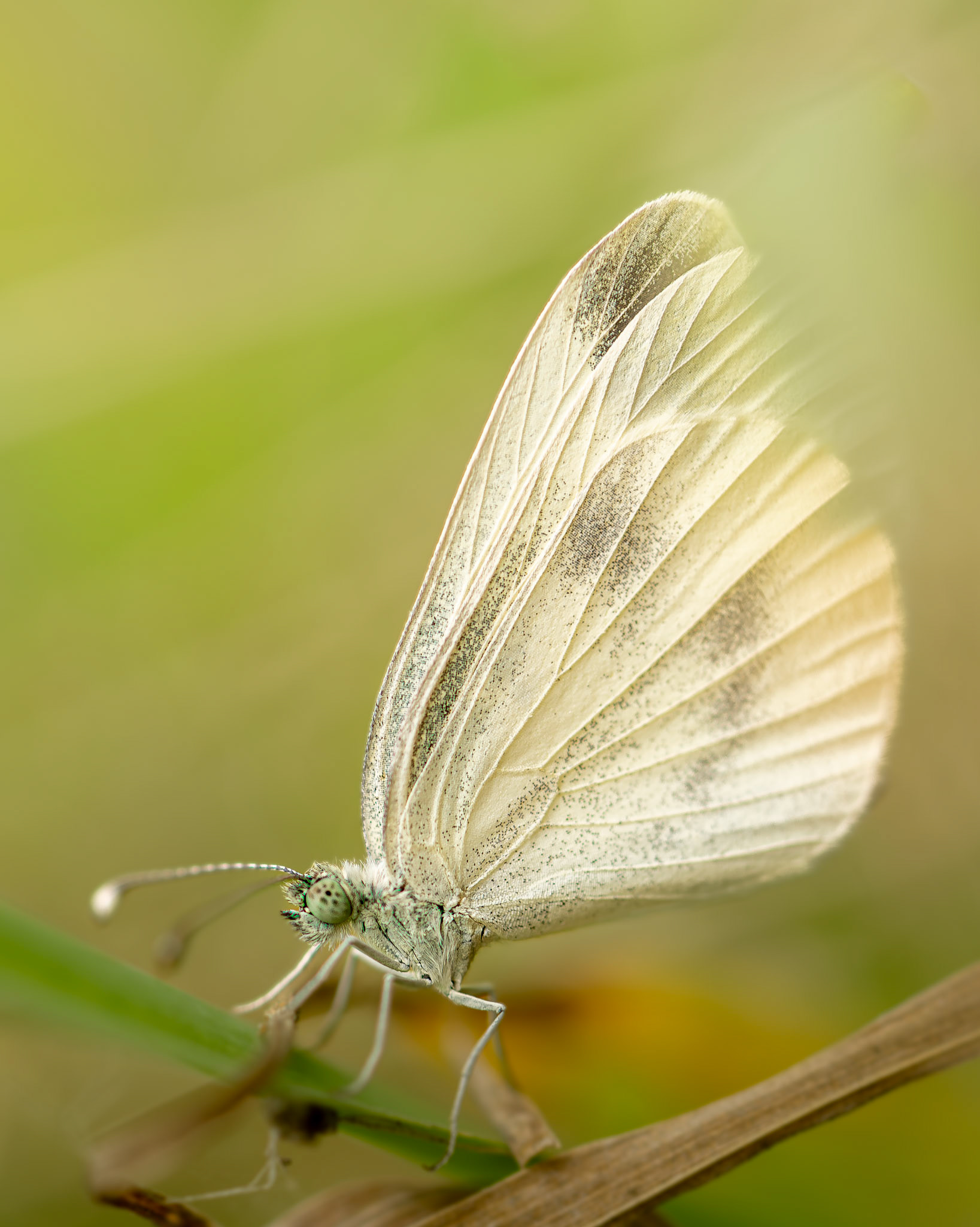 Piéride du Lotier - Leptidea sinapis - Wood white butterfly