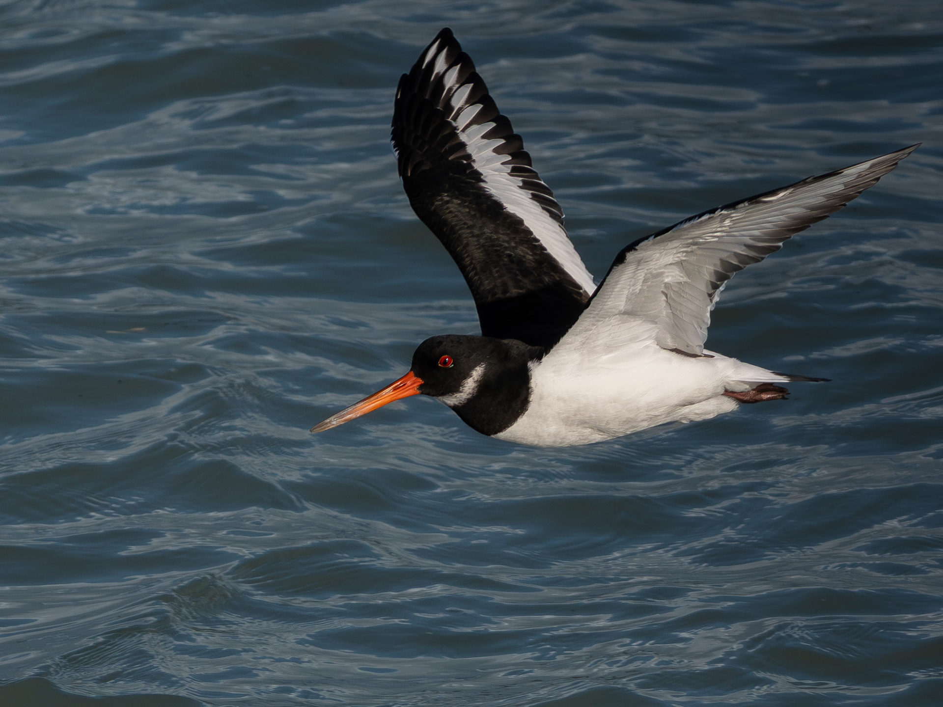 Huitrier pie - Haematopus ostralegus - Eurasian Oystercatcher