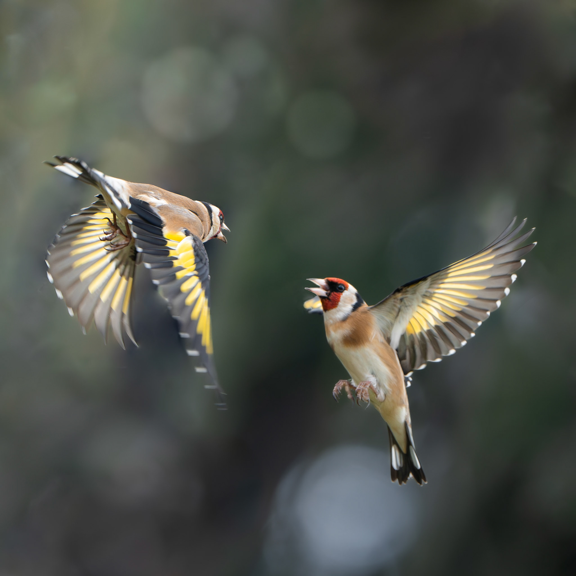 Chardonneret élégant - Carduelis carduelis - European goldfinch