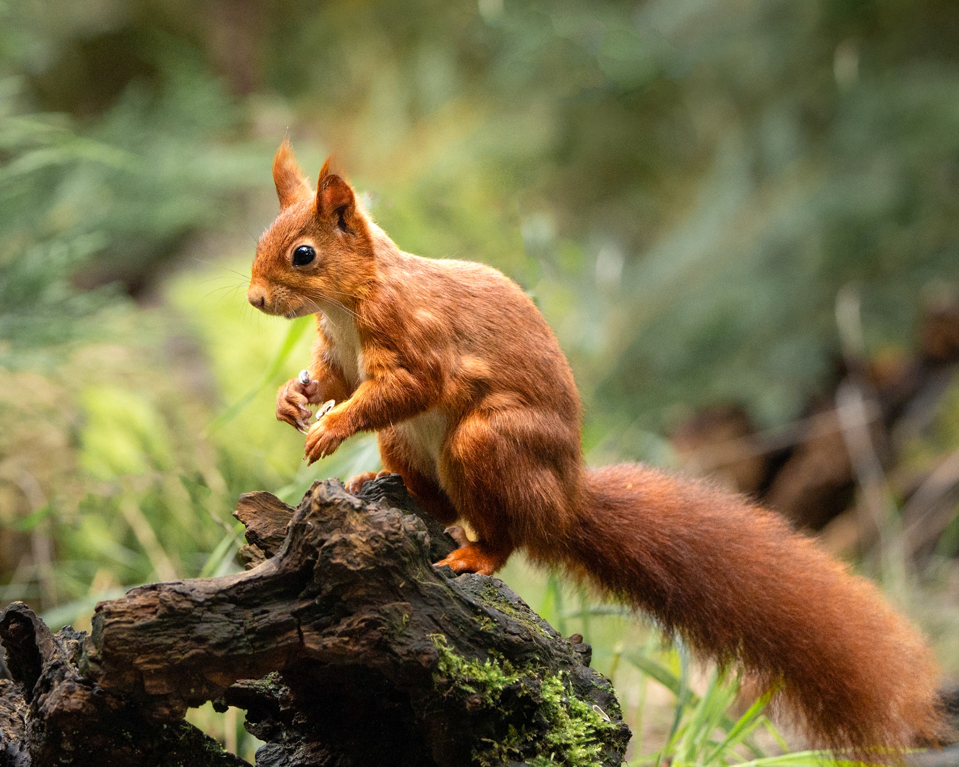 Ecureuil roux - Sciurus vulgaris - Red squirrel