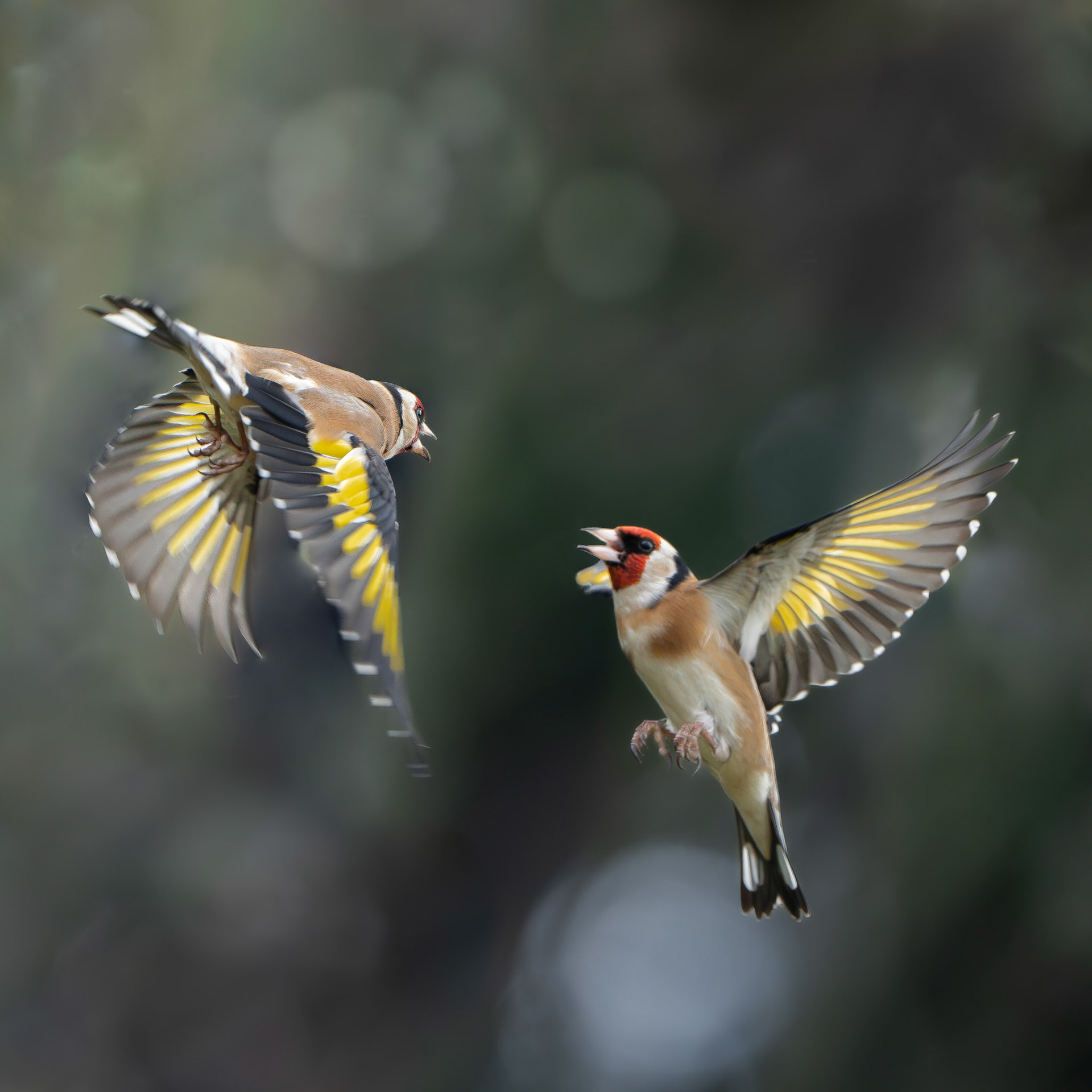 Chardonneret élégant - Carduelis carduelis - European goldfinch