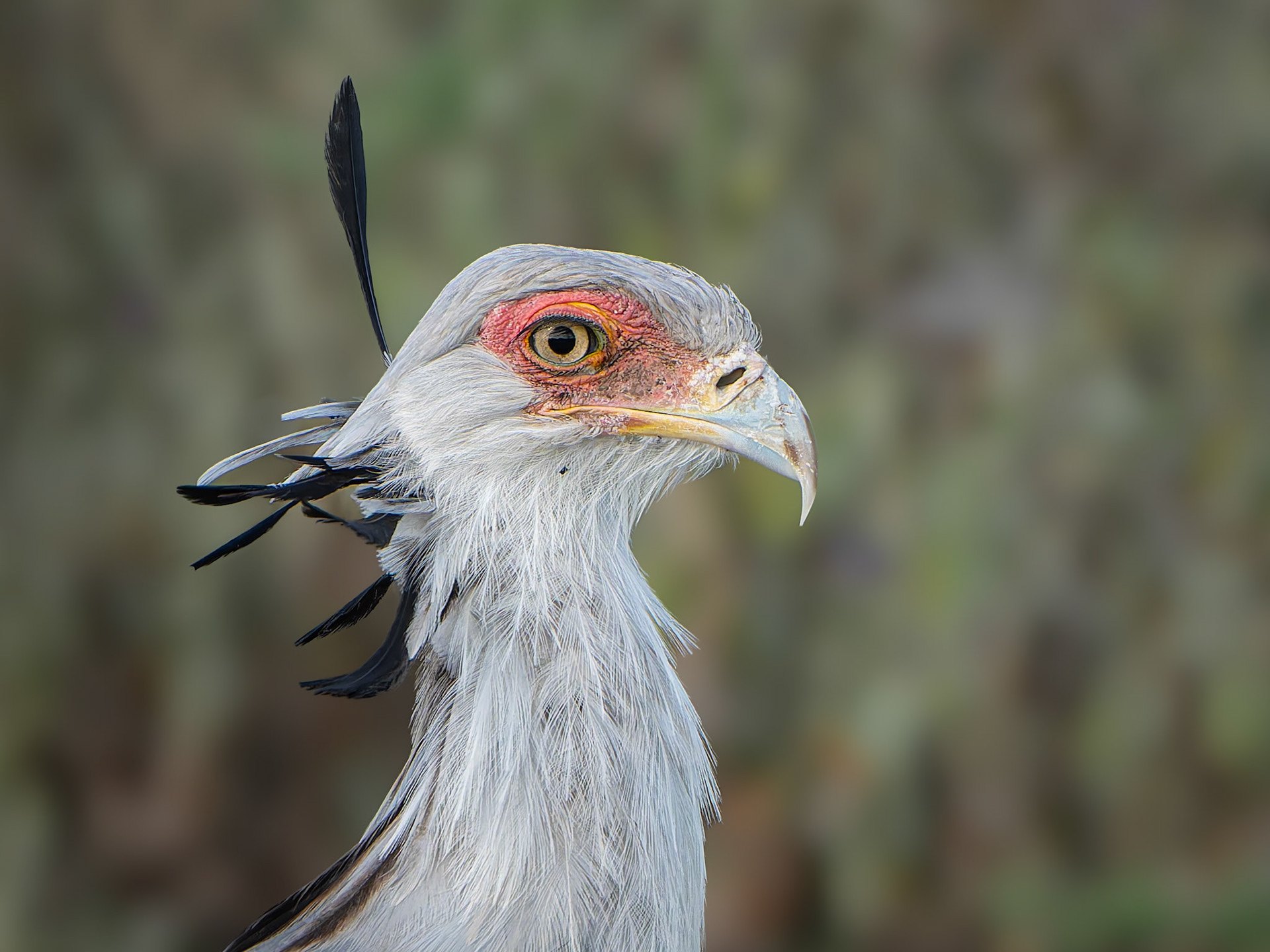 Messager sagittaire - Sagittarius serpentarius - Secretary bird