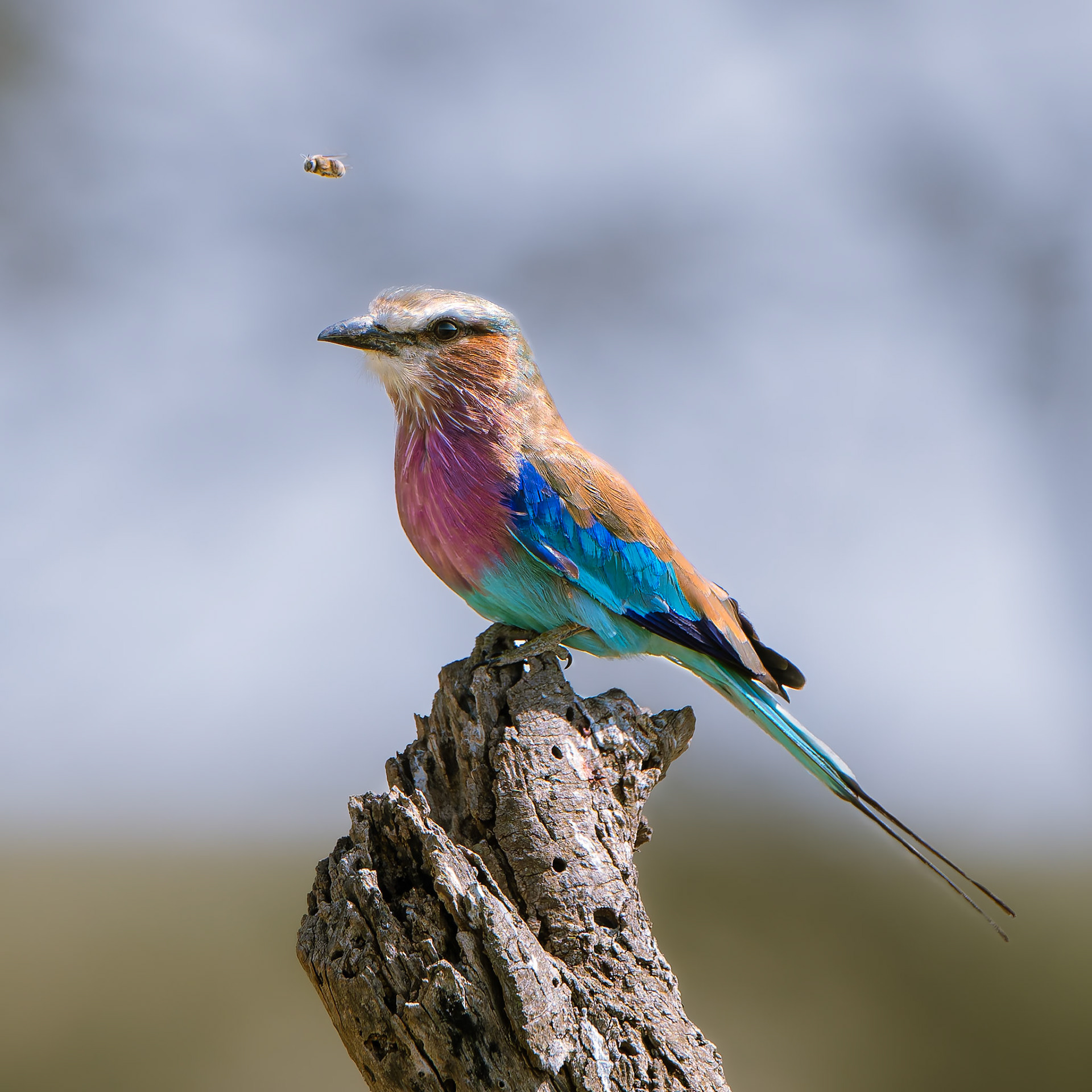 Rollier à longs brins - Coracias caudatus - Lilac-breasted Roller