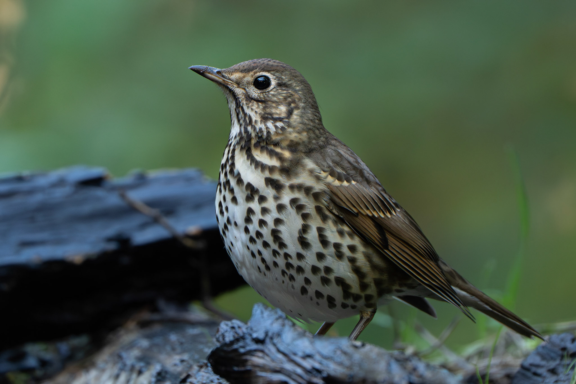 Grive draine - Turdus viscivorus - Mistle thrush