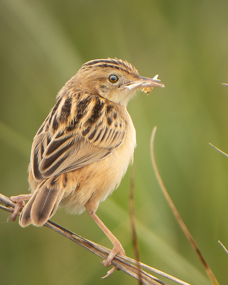 Cisticole des joncs - Cisticola juncidis - Zitting Cisticola