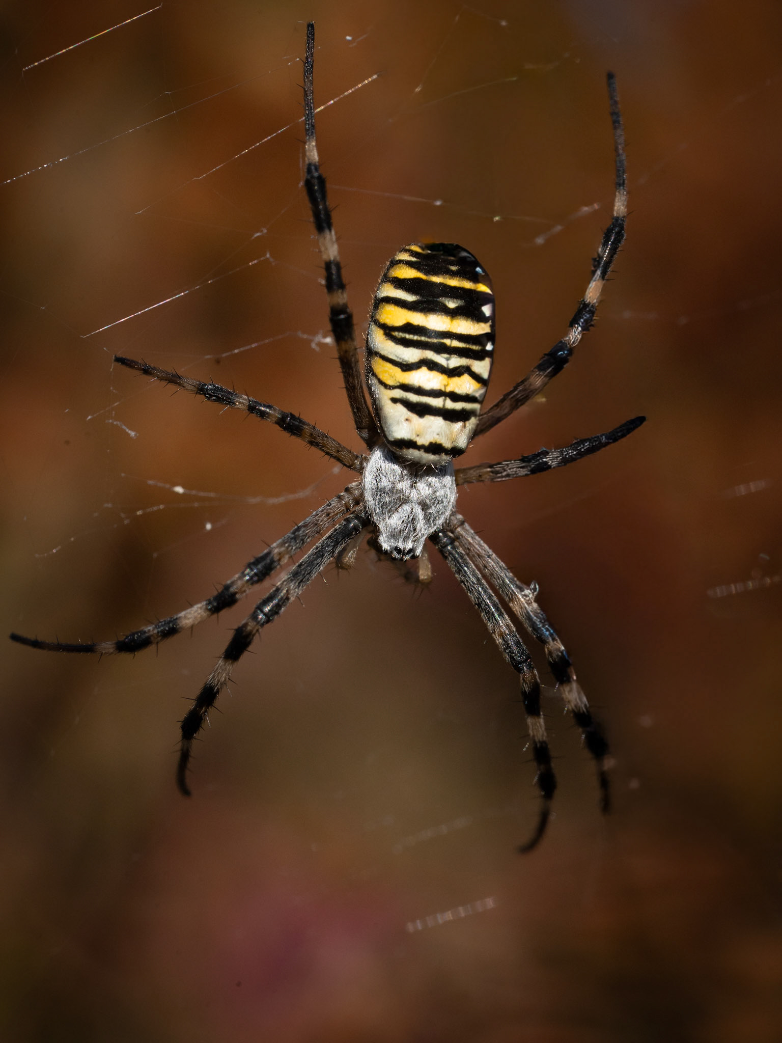 Argiope frelon - Argiope bruennichi - Wasp spider