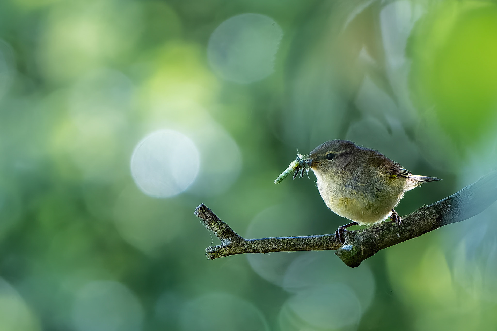 Pouillot véloce - Phylloscopus collybita - Common Chiffchaff