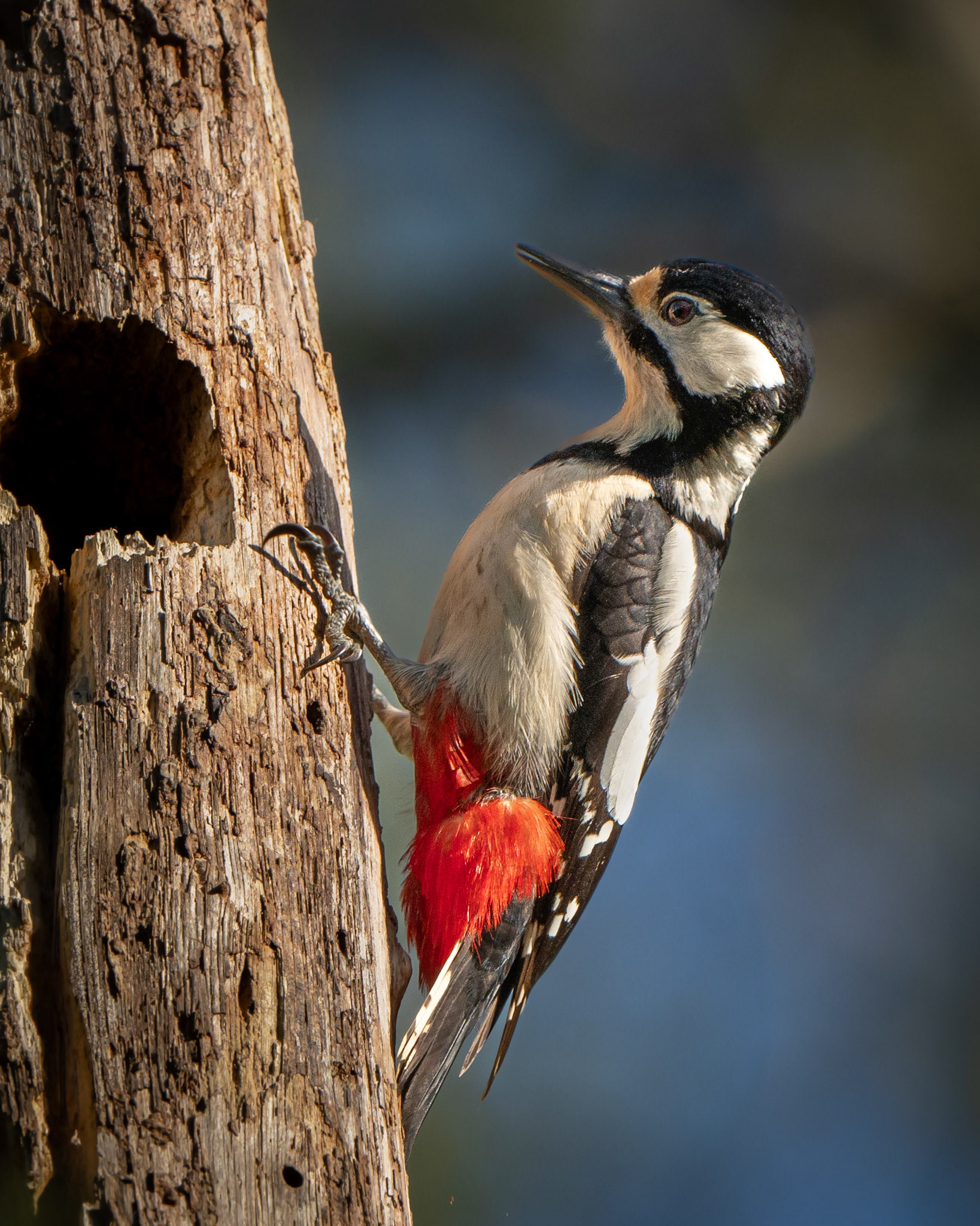 Pic épeiche - Dendrocops major - Great spotted woodpecker