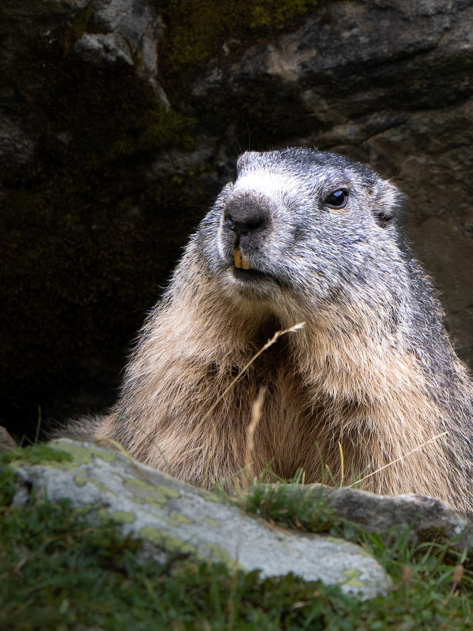 Marmotte - Marmota marmota - Marmot