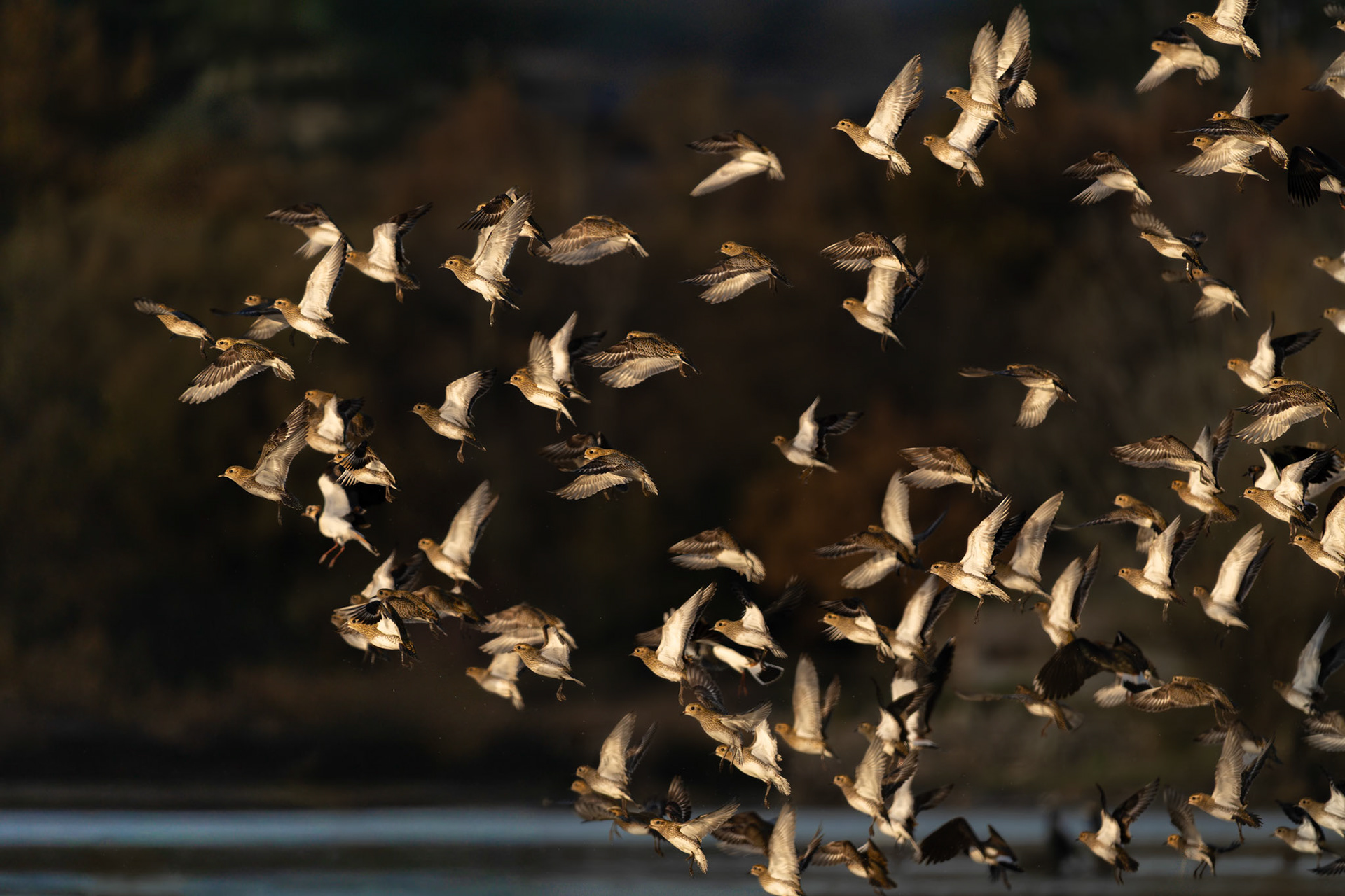 Pluvier doré - Pluvialis apricaria - European Golden Plover