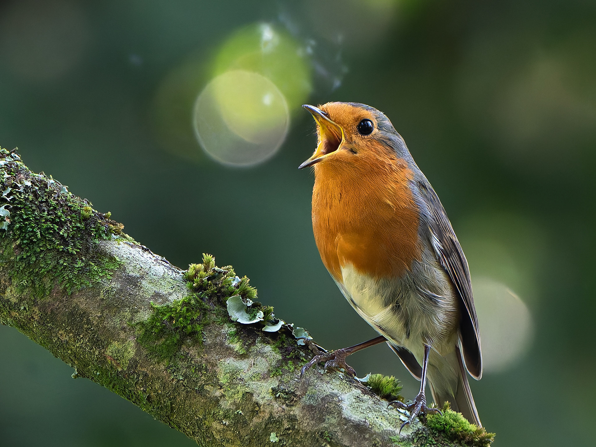 Rouge-gorge - Erithacus rubecula - European Robin