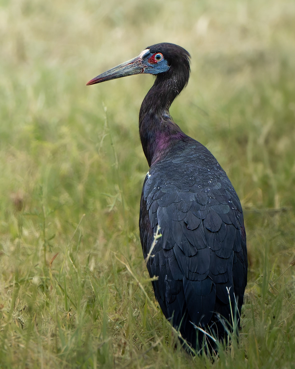 Cigogne d'Abdim - Ciconia abdimii - Abdim's stork