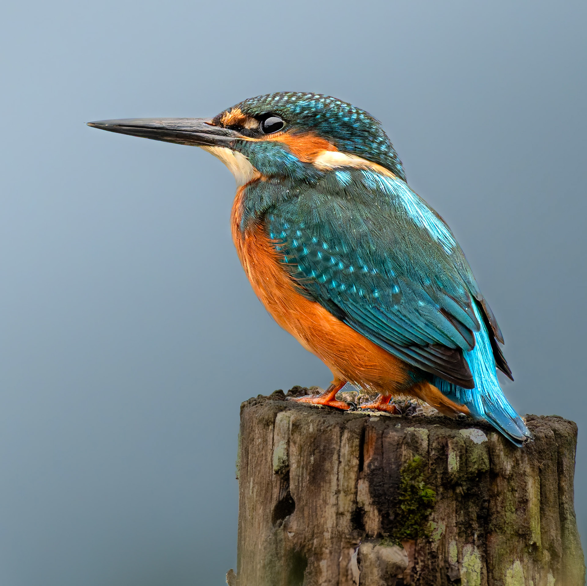 Martin pêcheur - Alcedo athis - Kingfisher