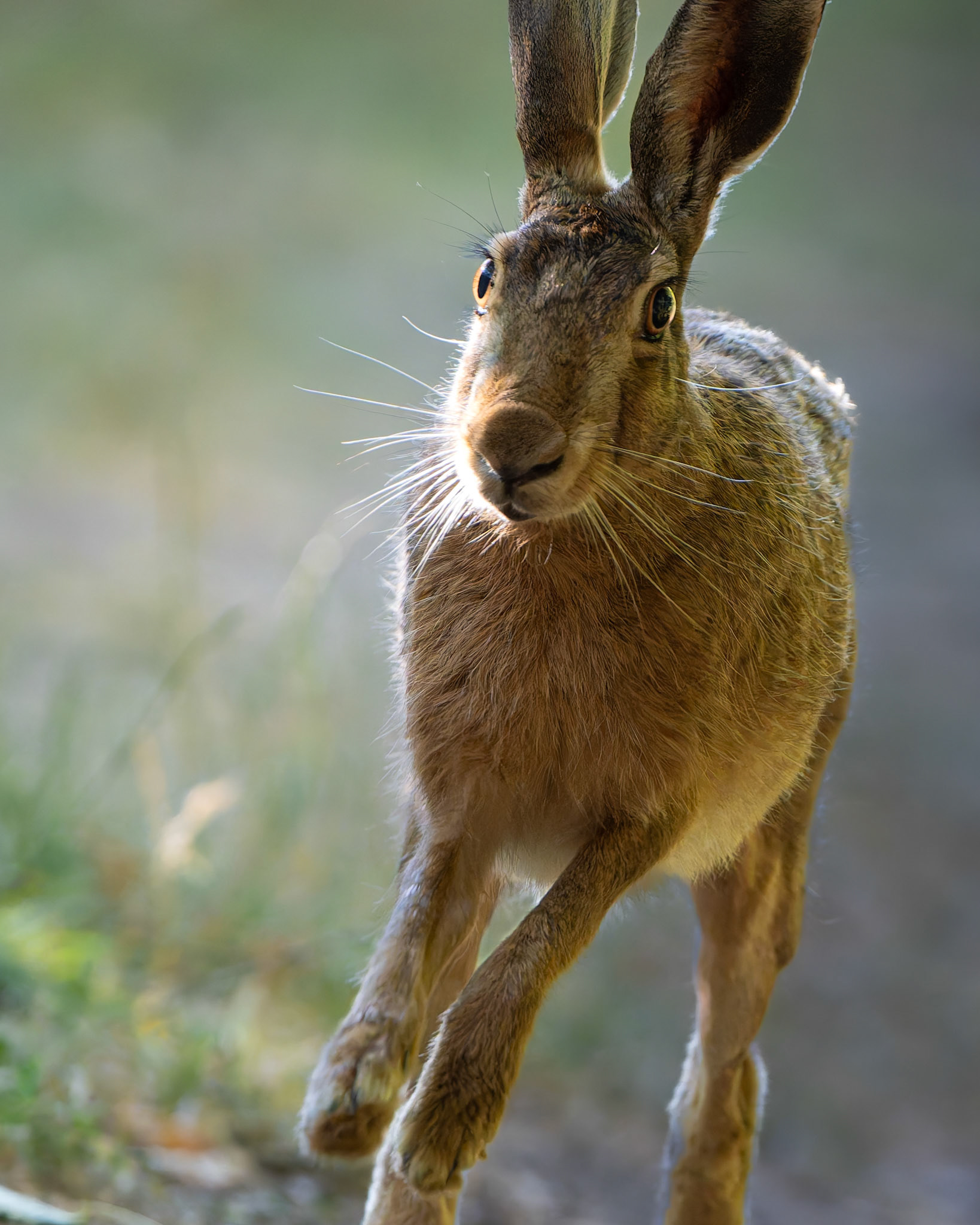 Lièvre d'Europe - Lepus europaeus - European hare
