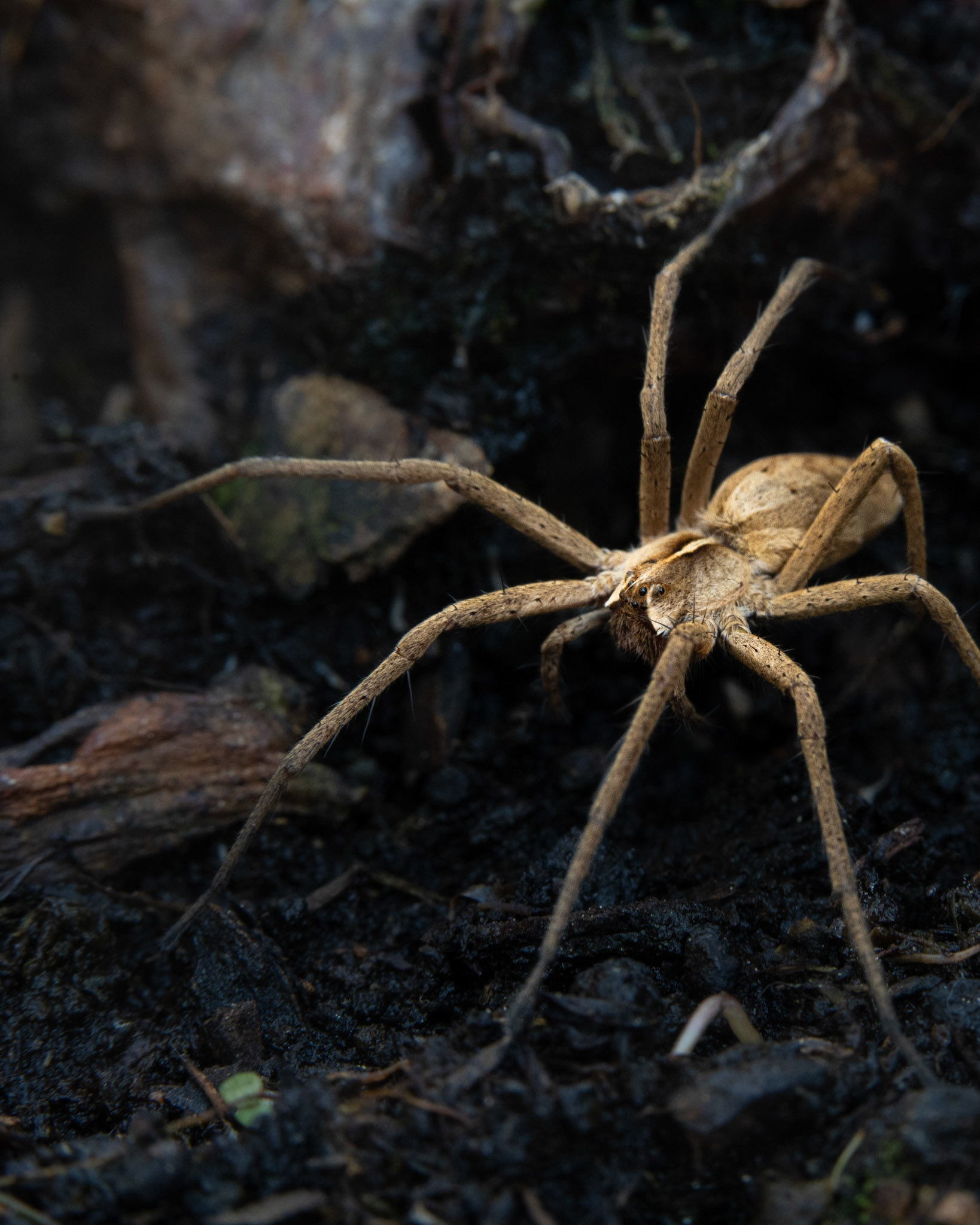Pisaure admirable - Pisaura mirabilis - Nursery web spider