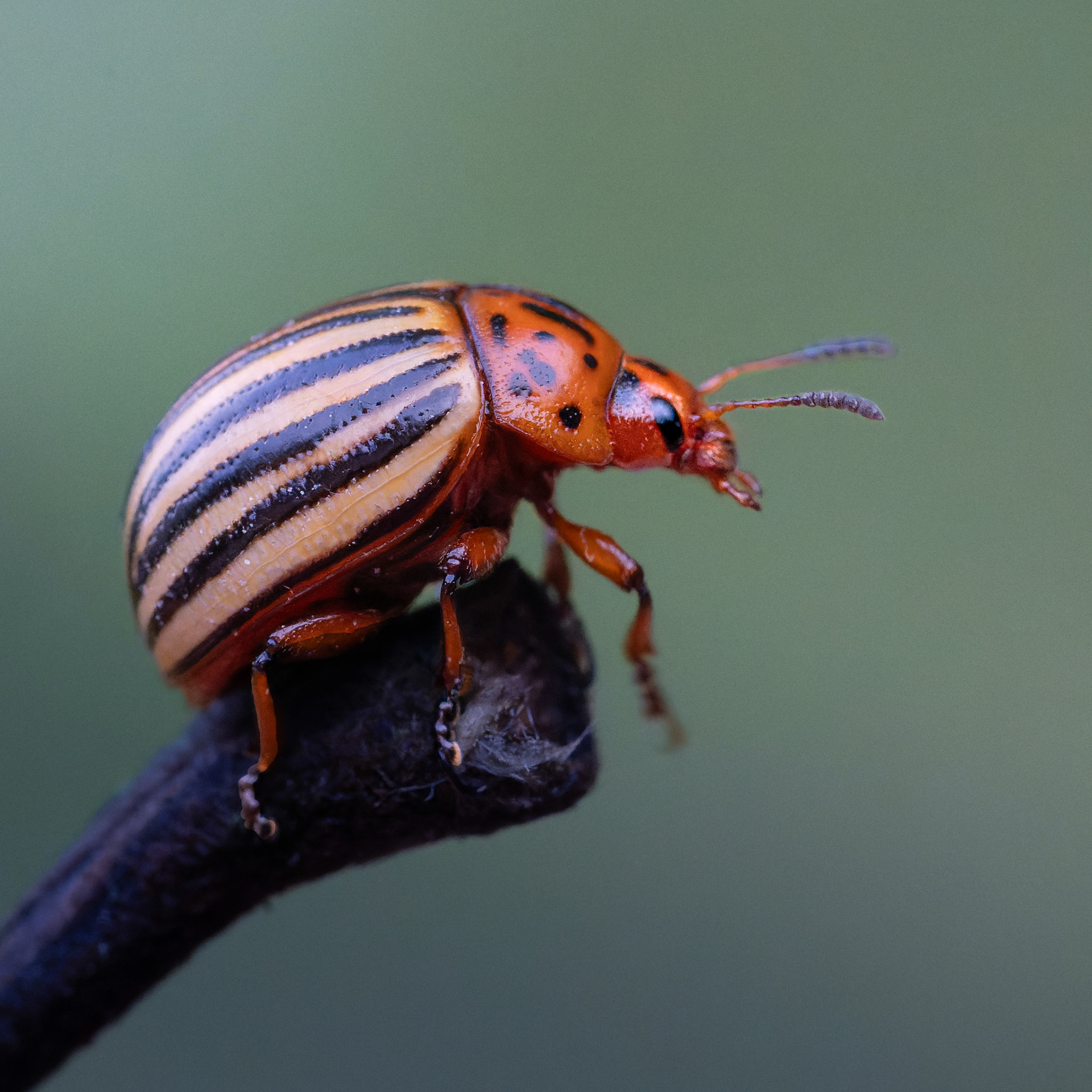 Doryphore - Leptinotarsa decemlineata - Colorado potato beetle