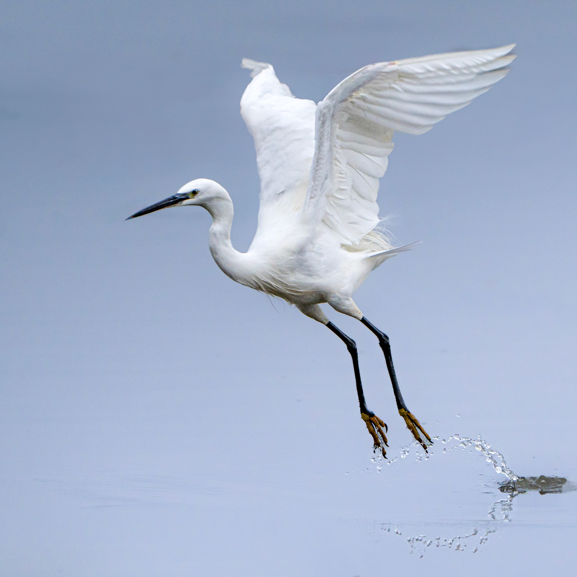 Aigrette garzette - Egretta garzetta - Little egret