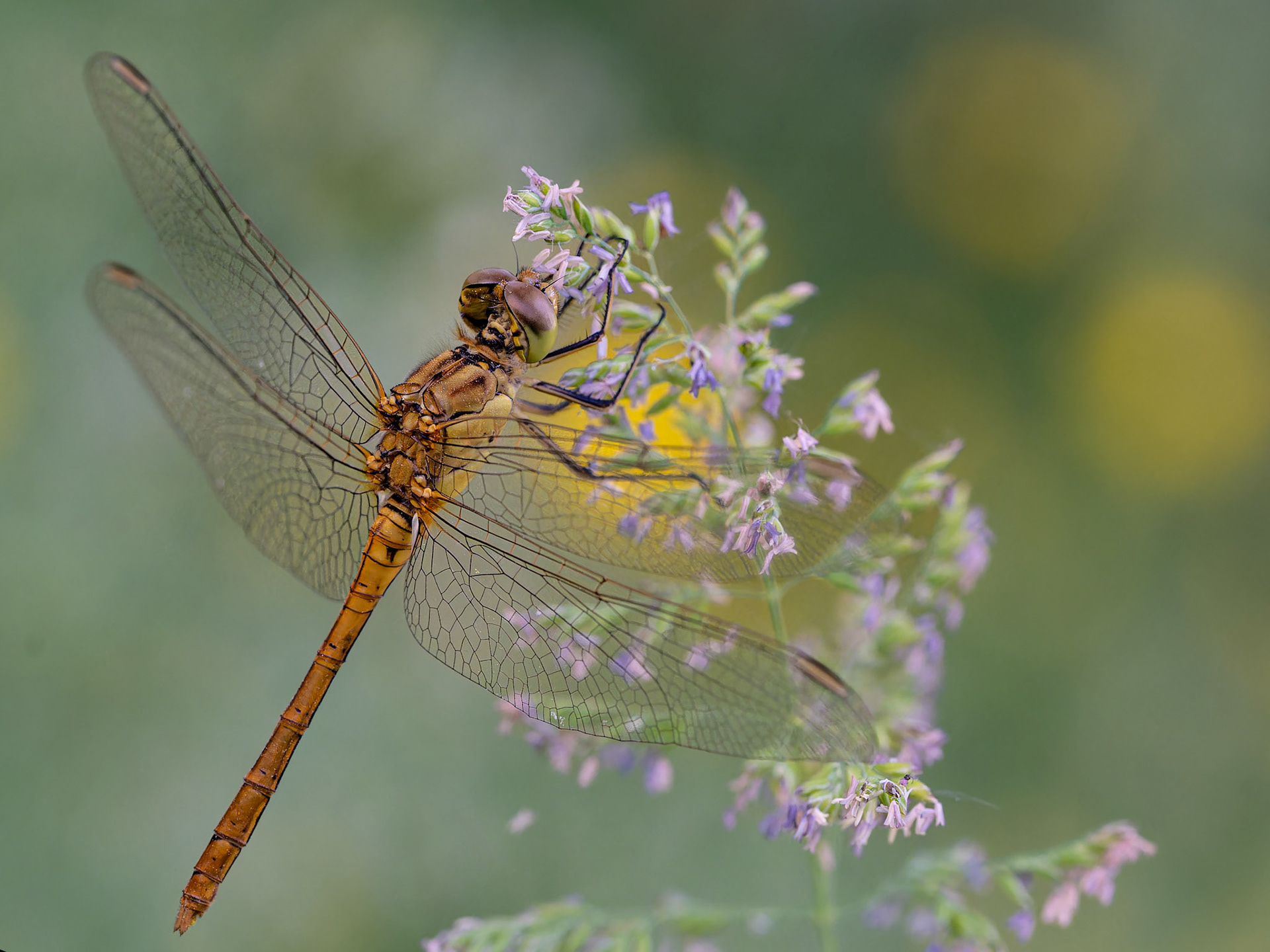 Sympetrum rouge -sang (femelle) - Sympetrum sanguineum - Ruddy Darter