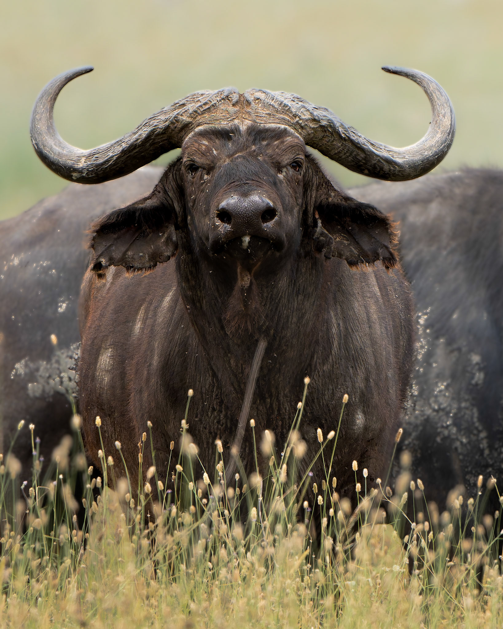 Buffle africain - Syncerus caffer - Cape buffalo