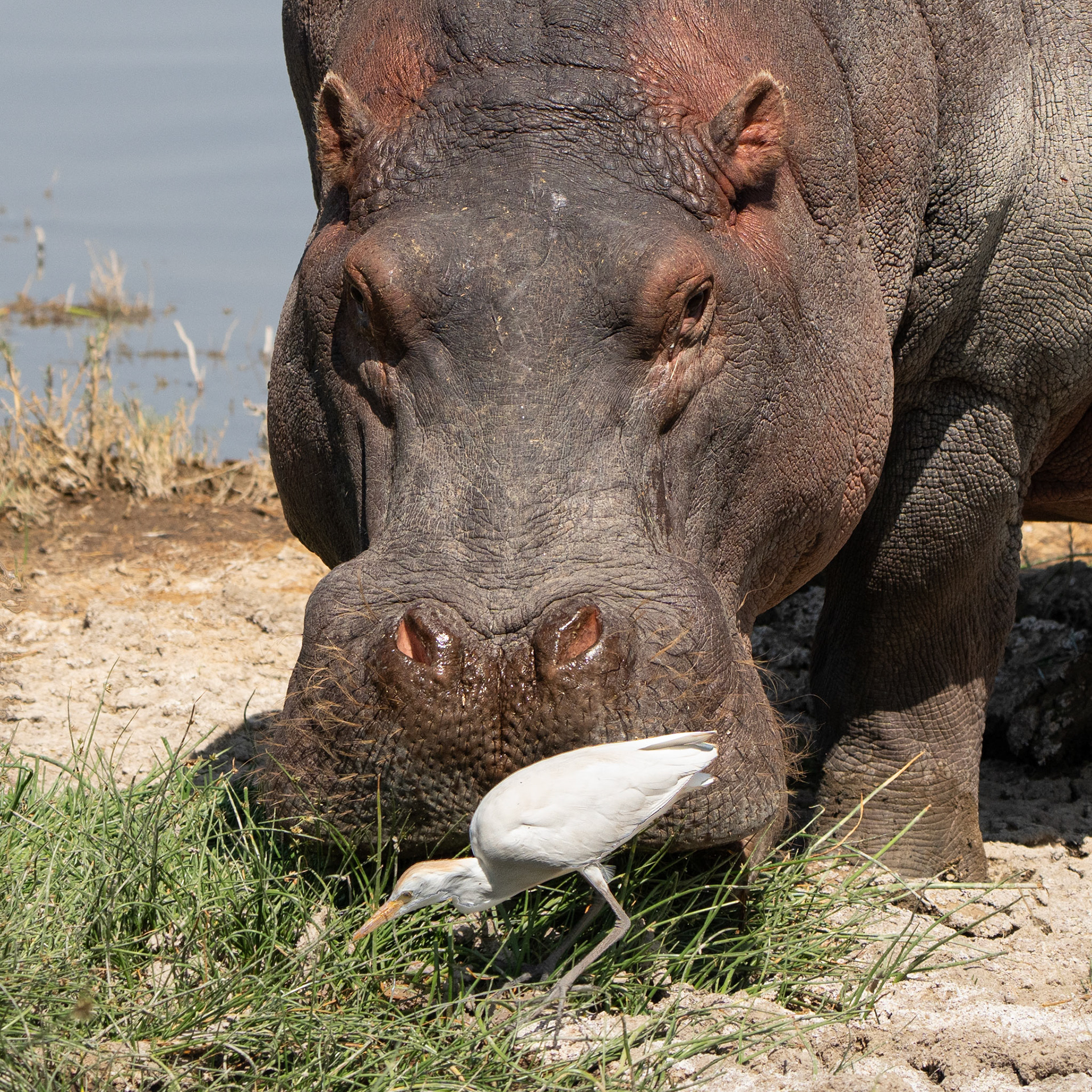 Hippopotame - Hippopotamus amphibius - river hippopotamus