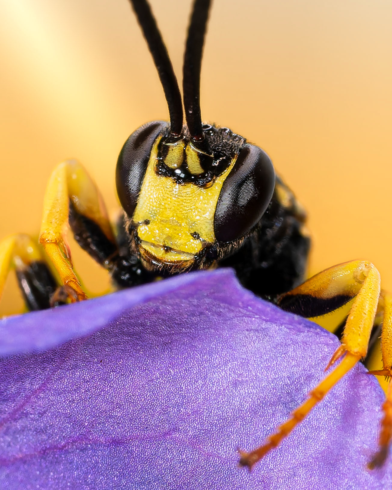 Probable Amblyteles armatorius