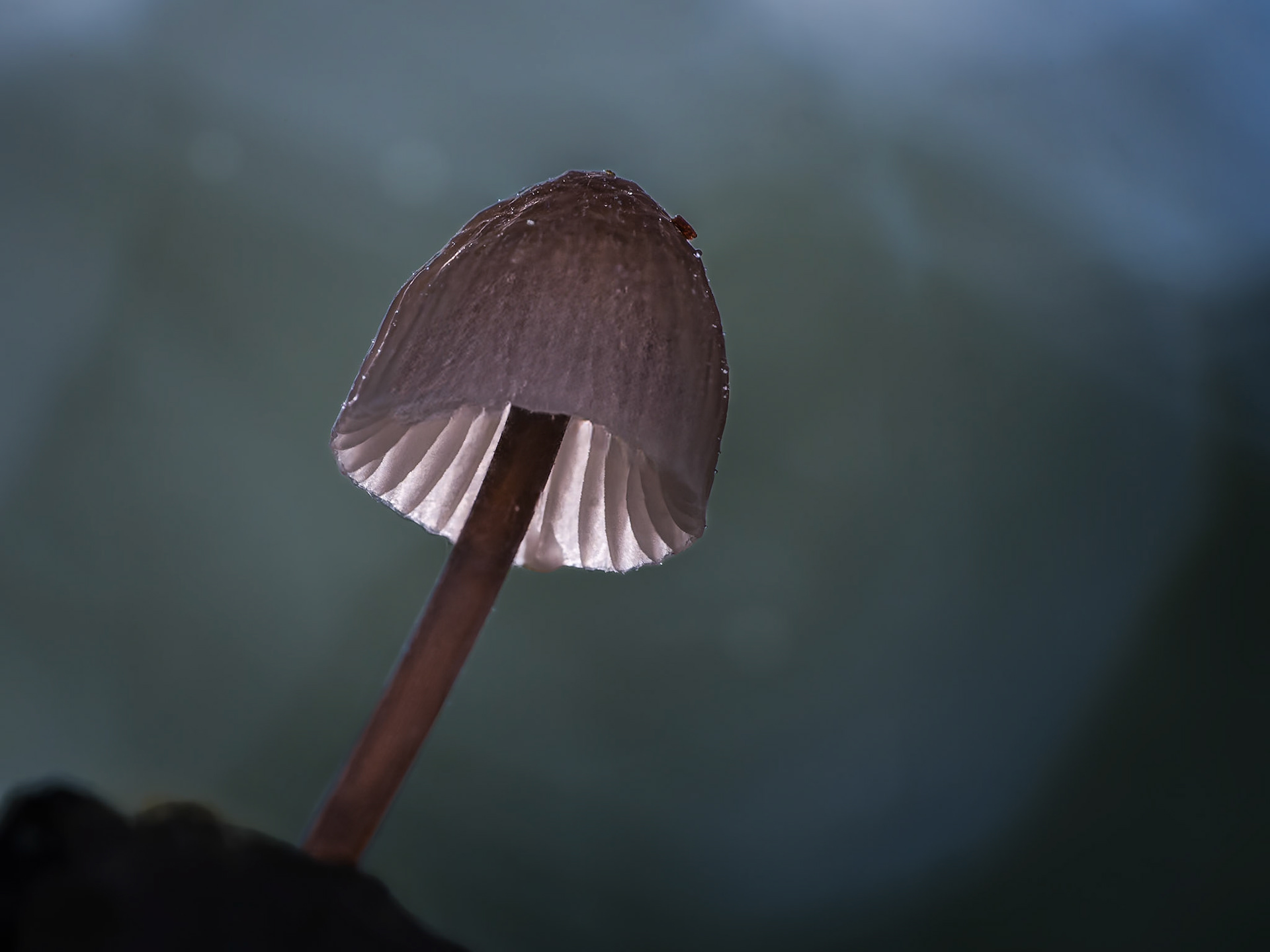 Mycena aglopus (à confirmer)