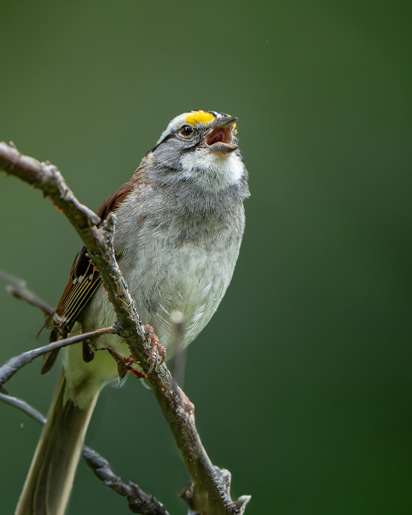 Bruant à gorge blanche - Zonotrichia albicolis - White-throated Sparrow