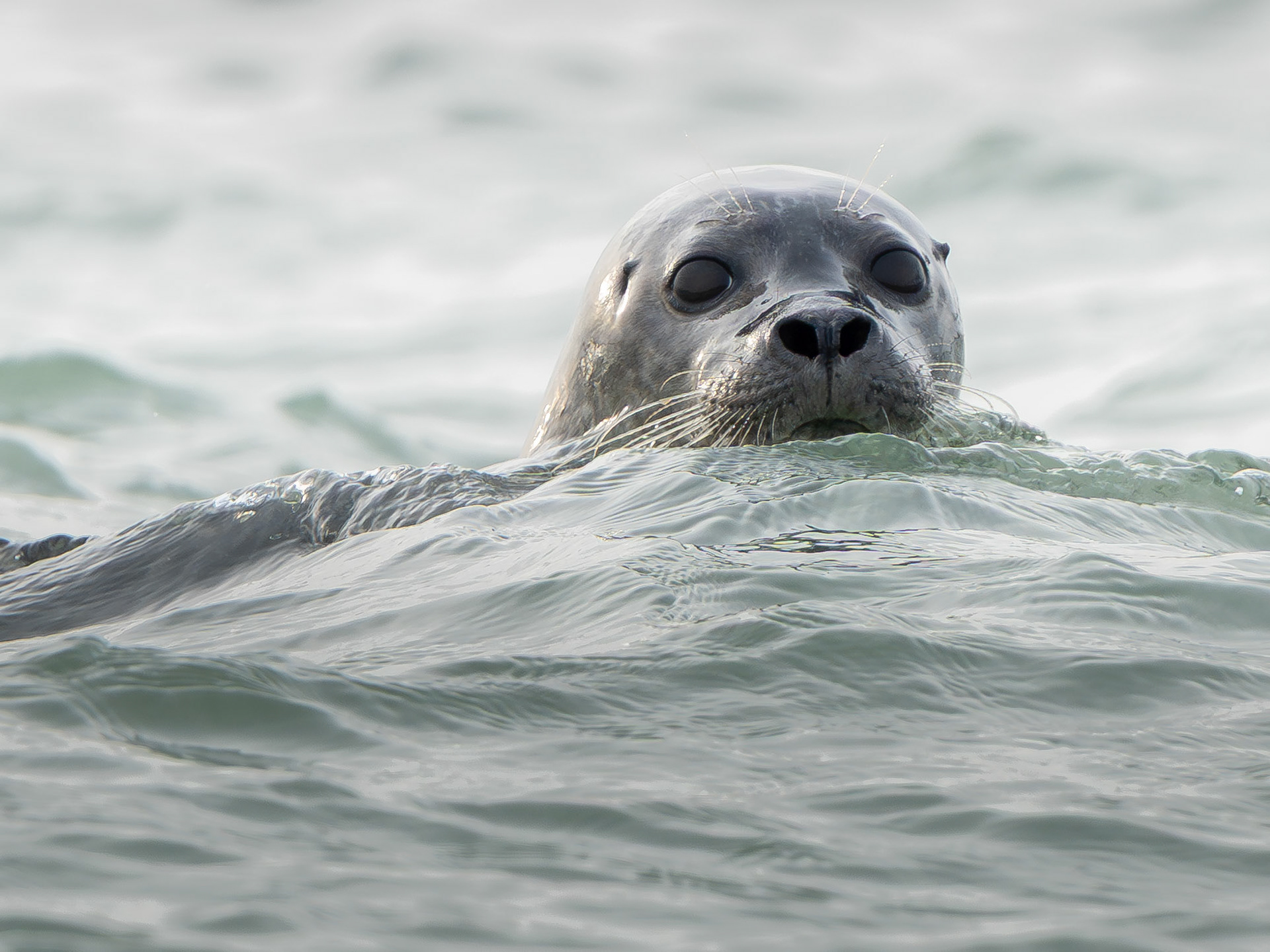 Phoque veau marin - Phoca vitulina - Common seal