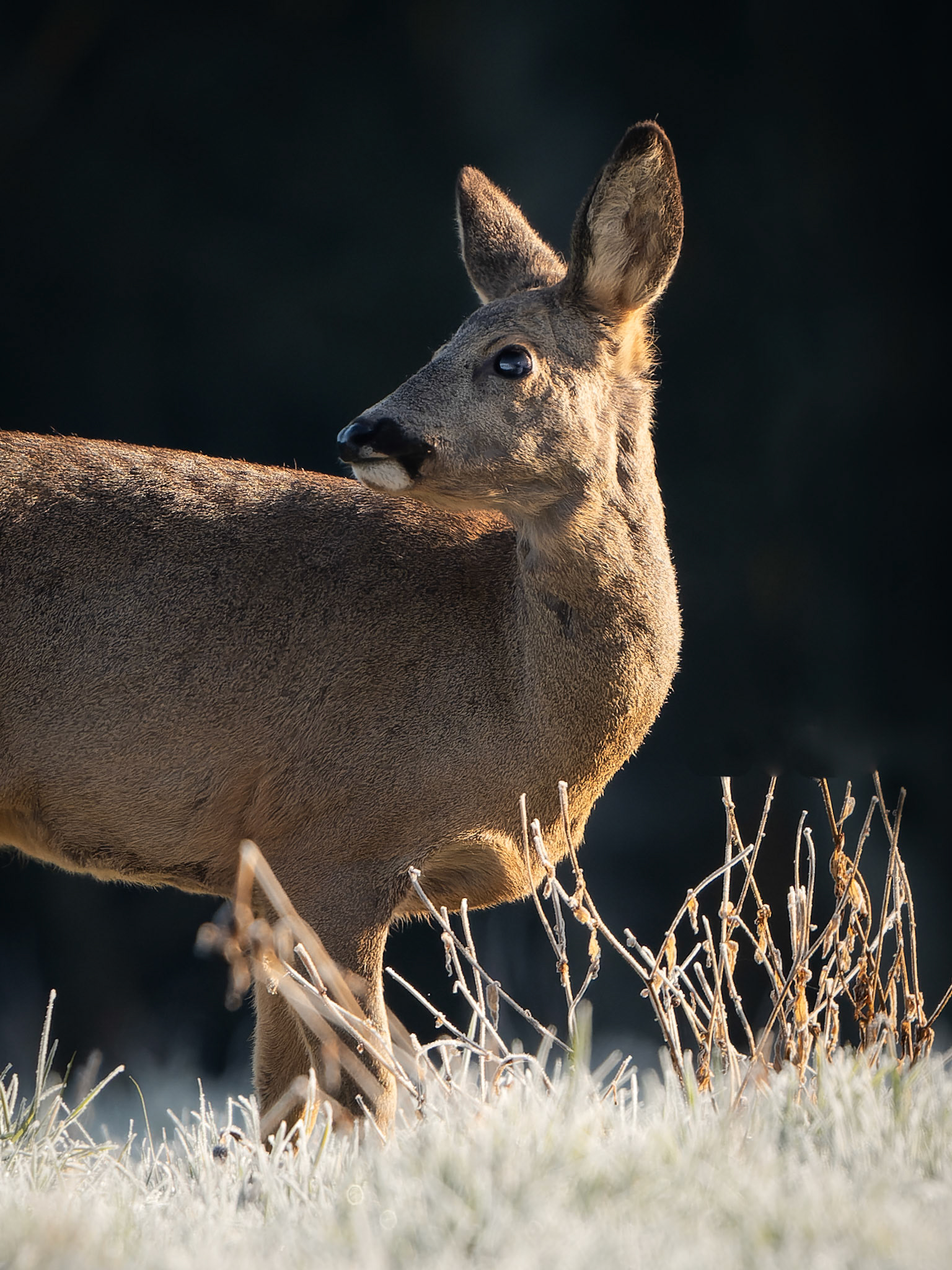 Chevreuil - Capreolus capreolus - Roe deer