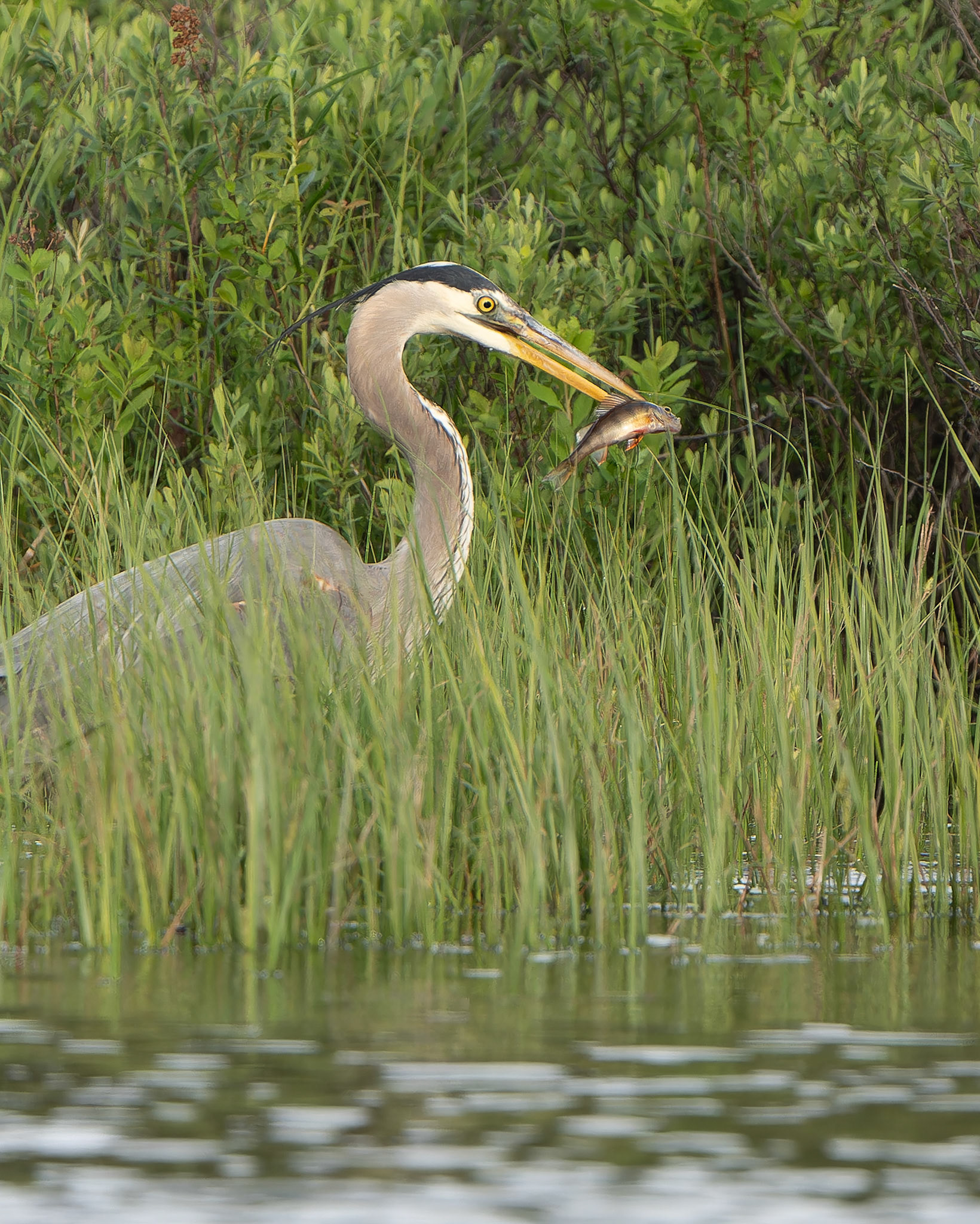 Grand héron - Ardea herodias - Great Blue Heron