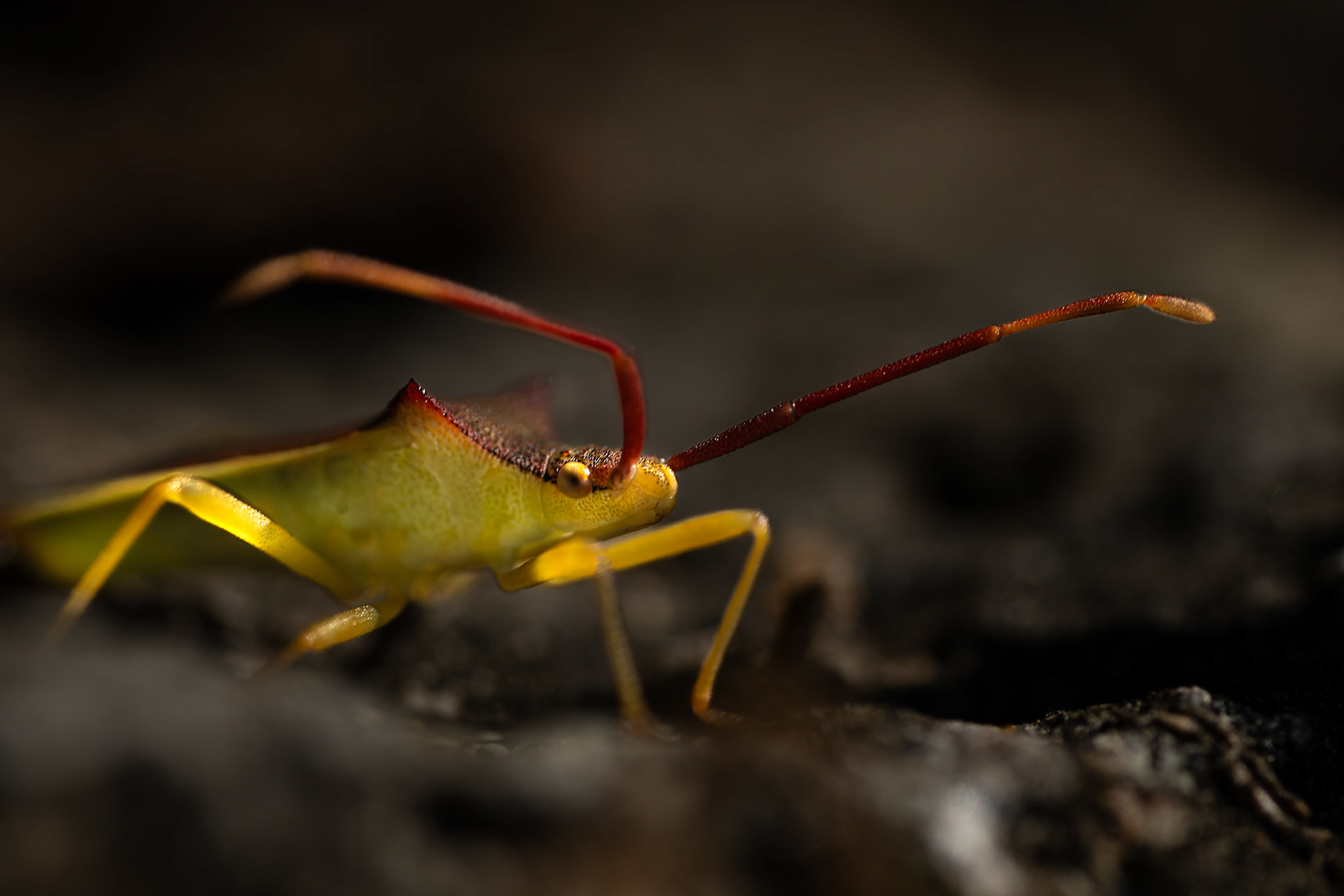 Gonocère de l'arbousier - Gonocerus insidiator - A species of squash bug