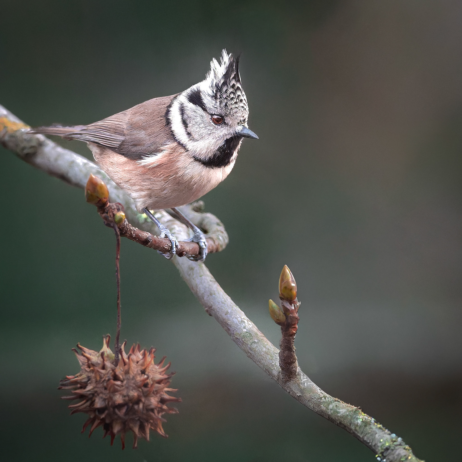 Mésange huppée - Lophophanes cristatus - Crested Tit