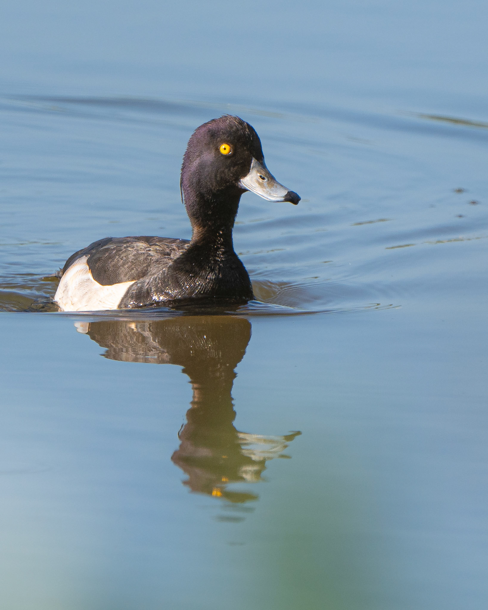 Fuligule morillon - Aythya fuligula - Tufted duck