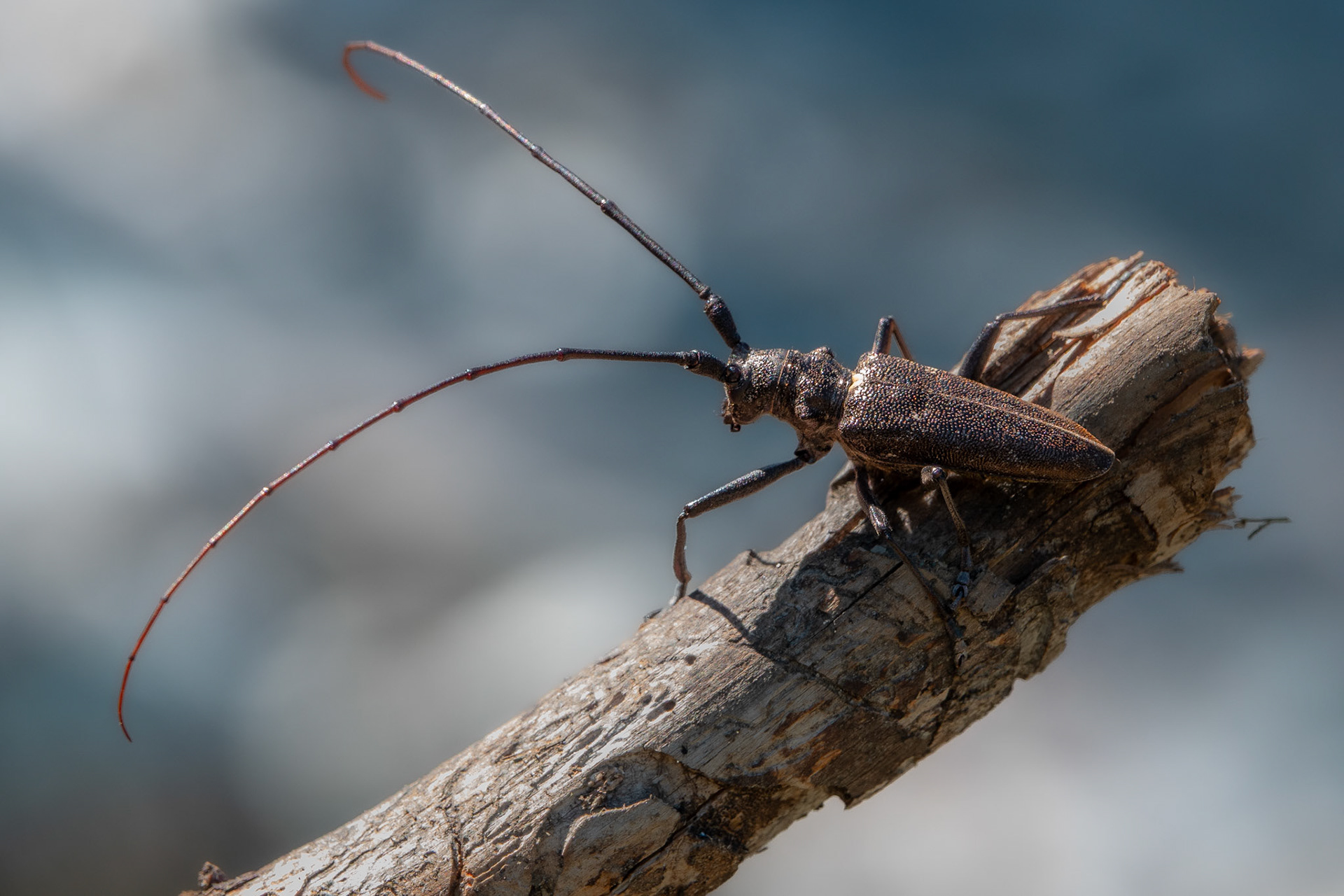 Monochame d'Olivier - Pine Sawyer beetle - Monochamus galloprovincialis